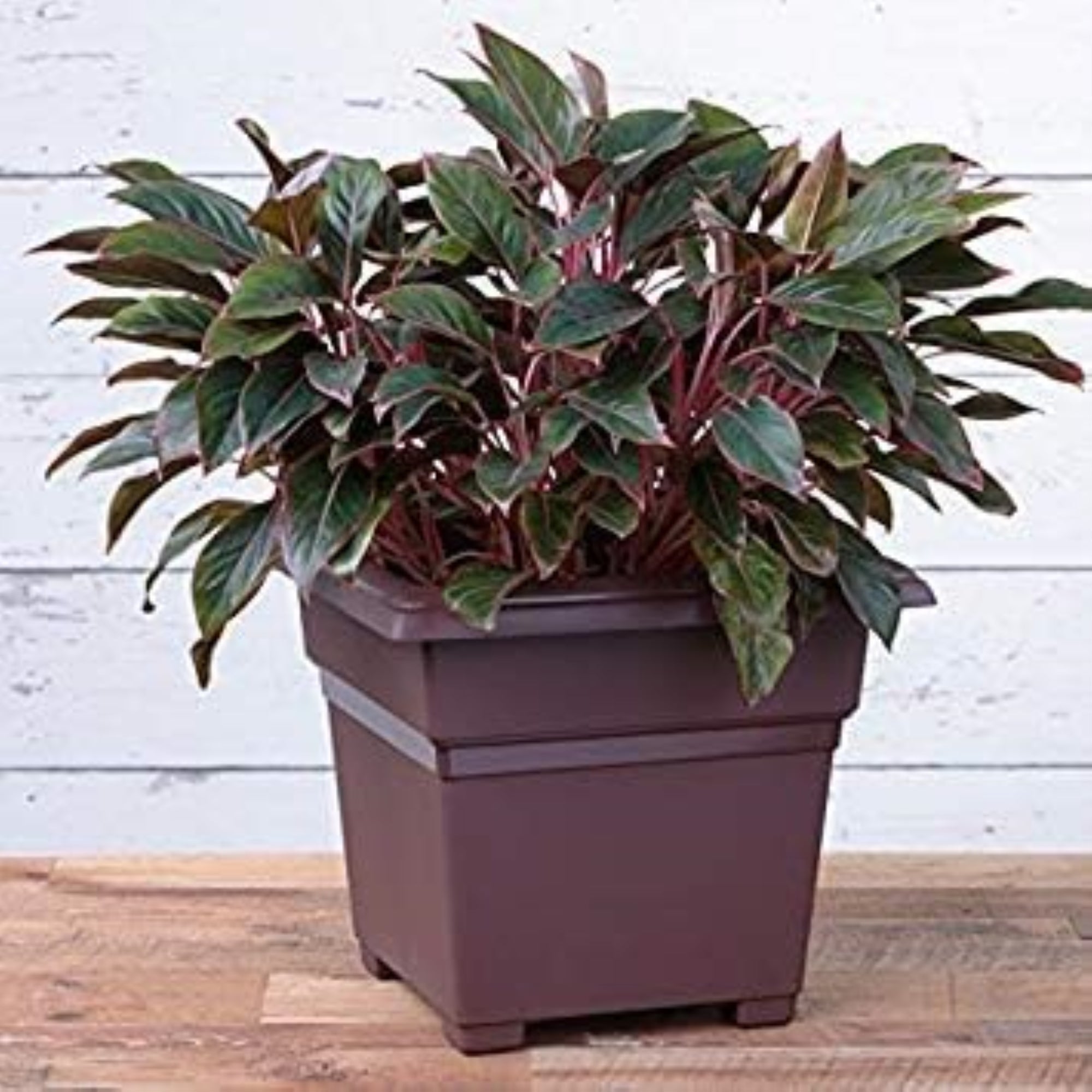 Novelty Countryside Tub Square Plastic Planter, Brown, 18in