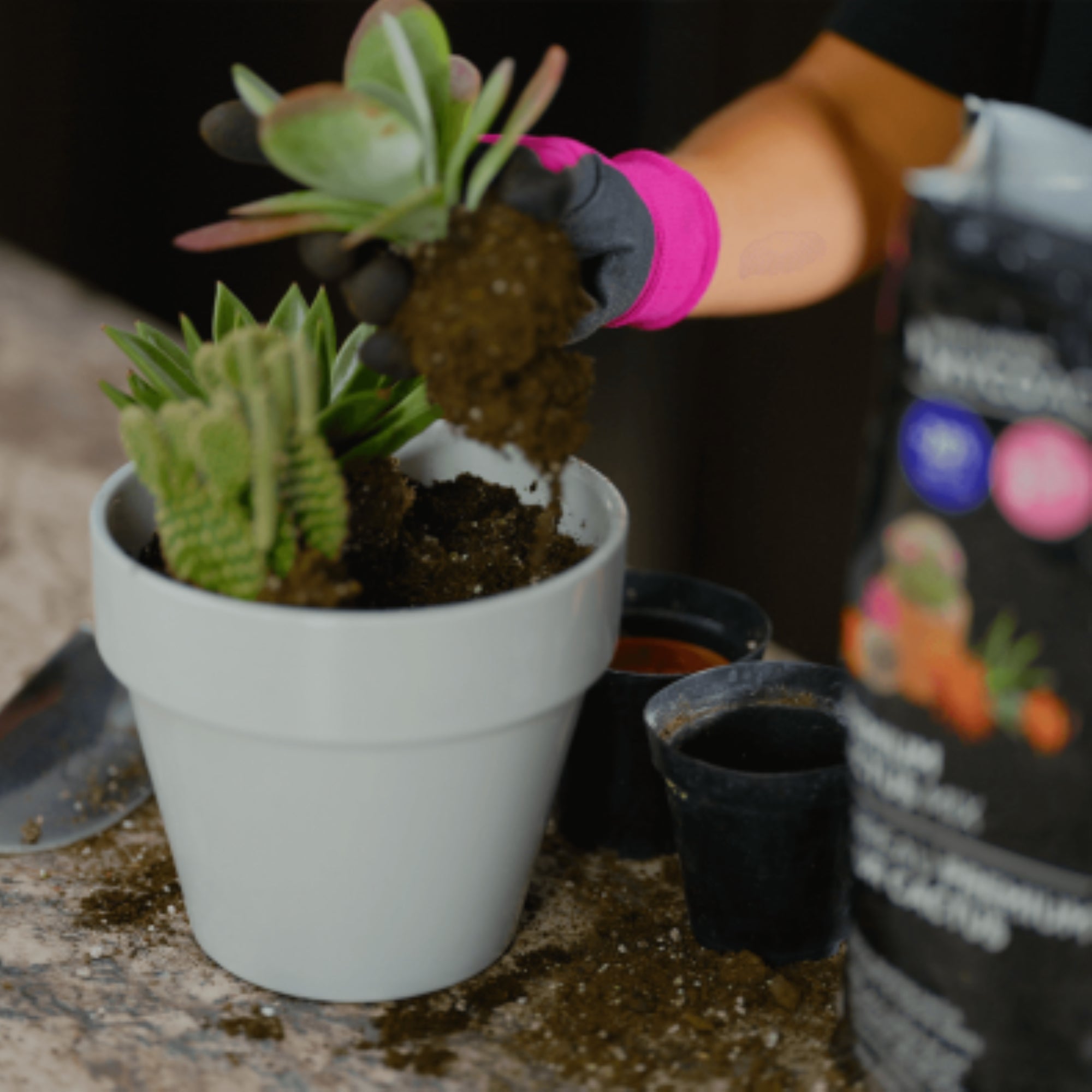 PREMIER HORTICULTURE PRO-MIX Cactus Mix with MYCOACTIVE, 8 Quarts