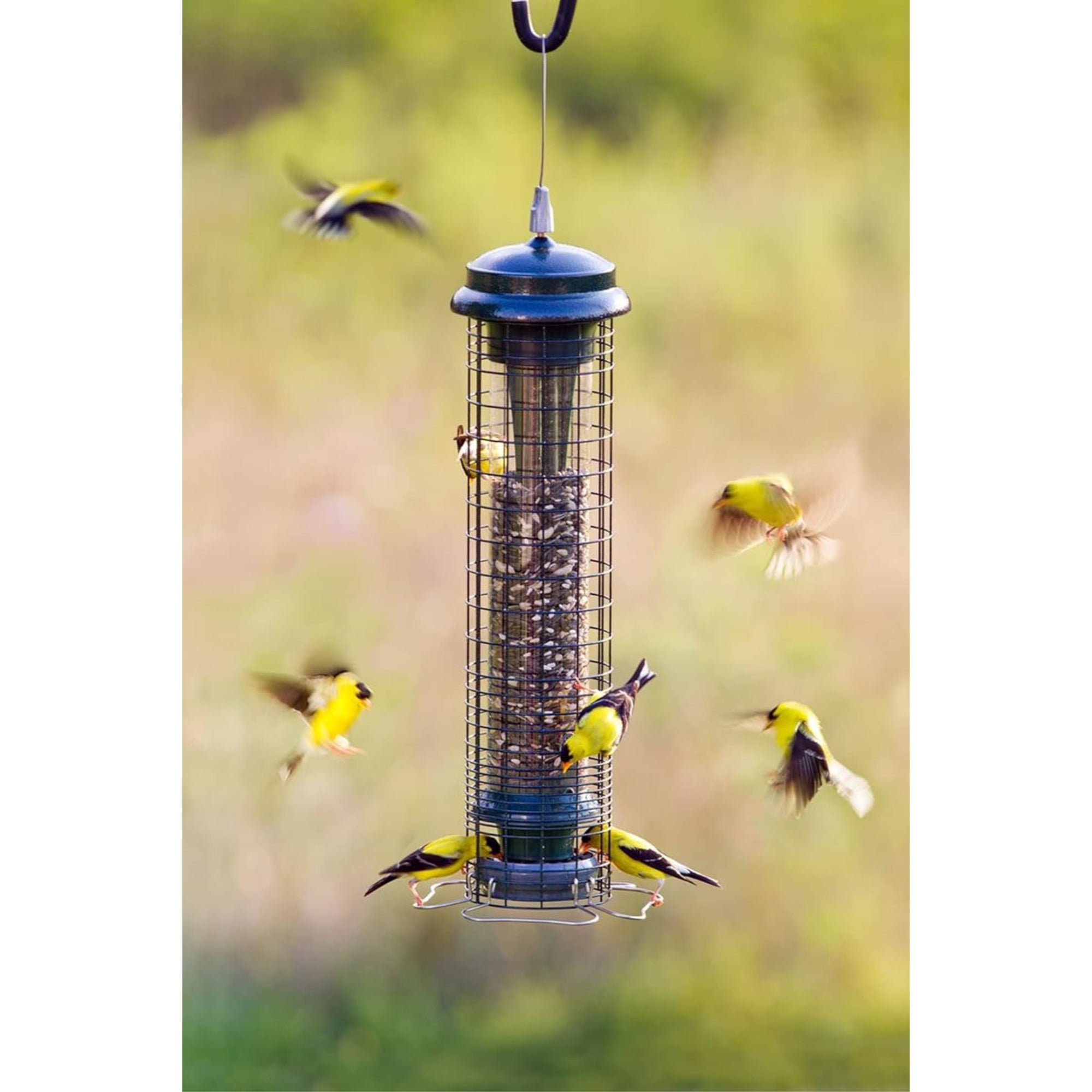 Brome Squirrel Solution 150 Squirrel-Proof Bird Feeder, 2.6lbs Seed Capacity, Green