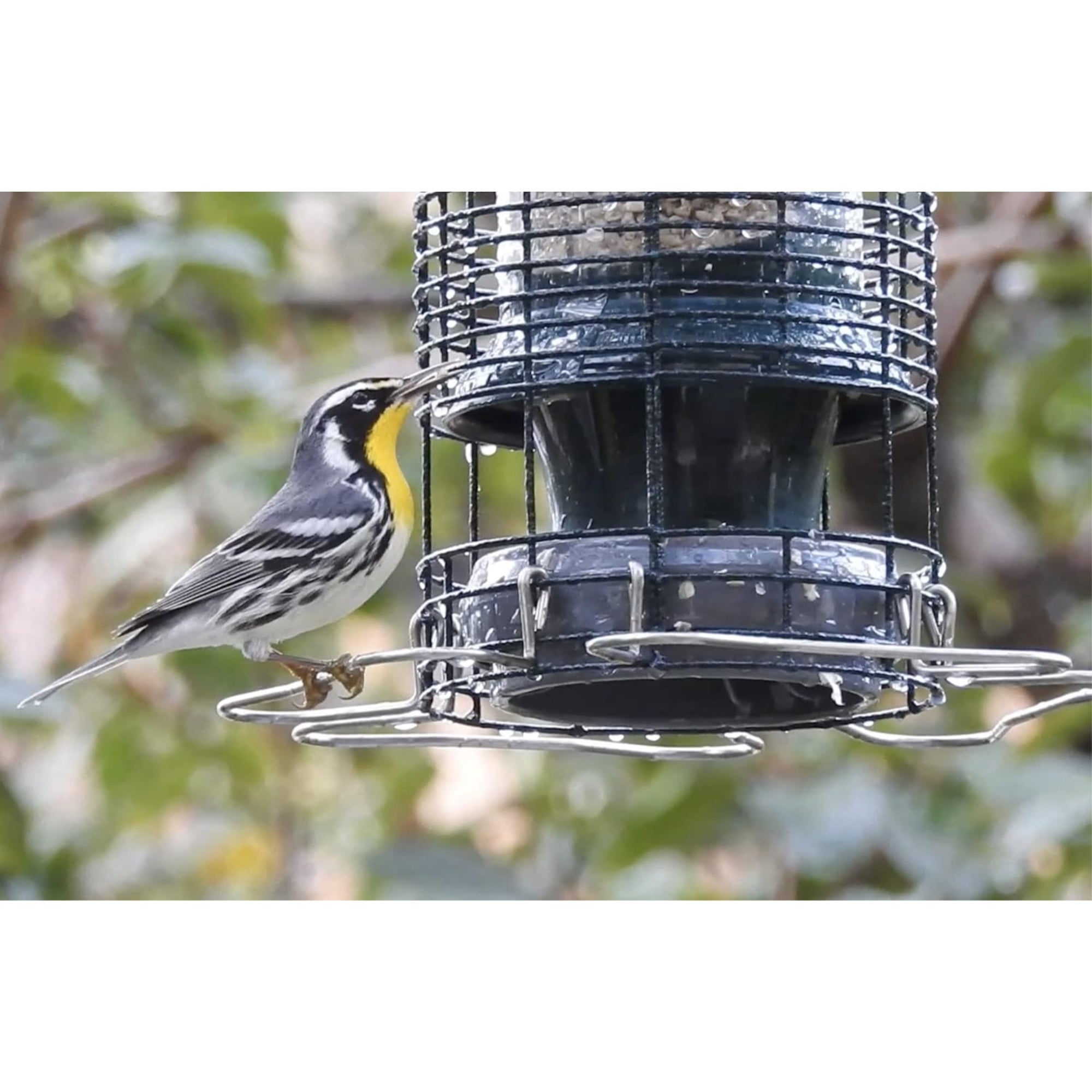 Brome Squirrel Solution 150 Squirrel-Proof Bird Feeder, 2.6lbs Seed Capacity, Green