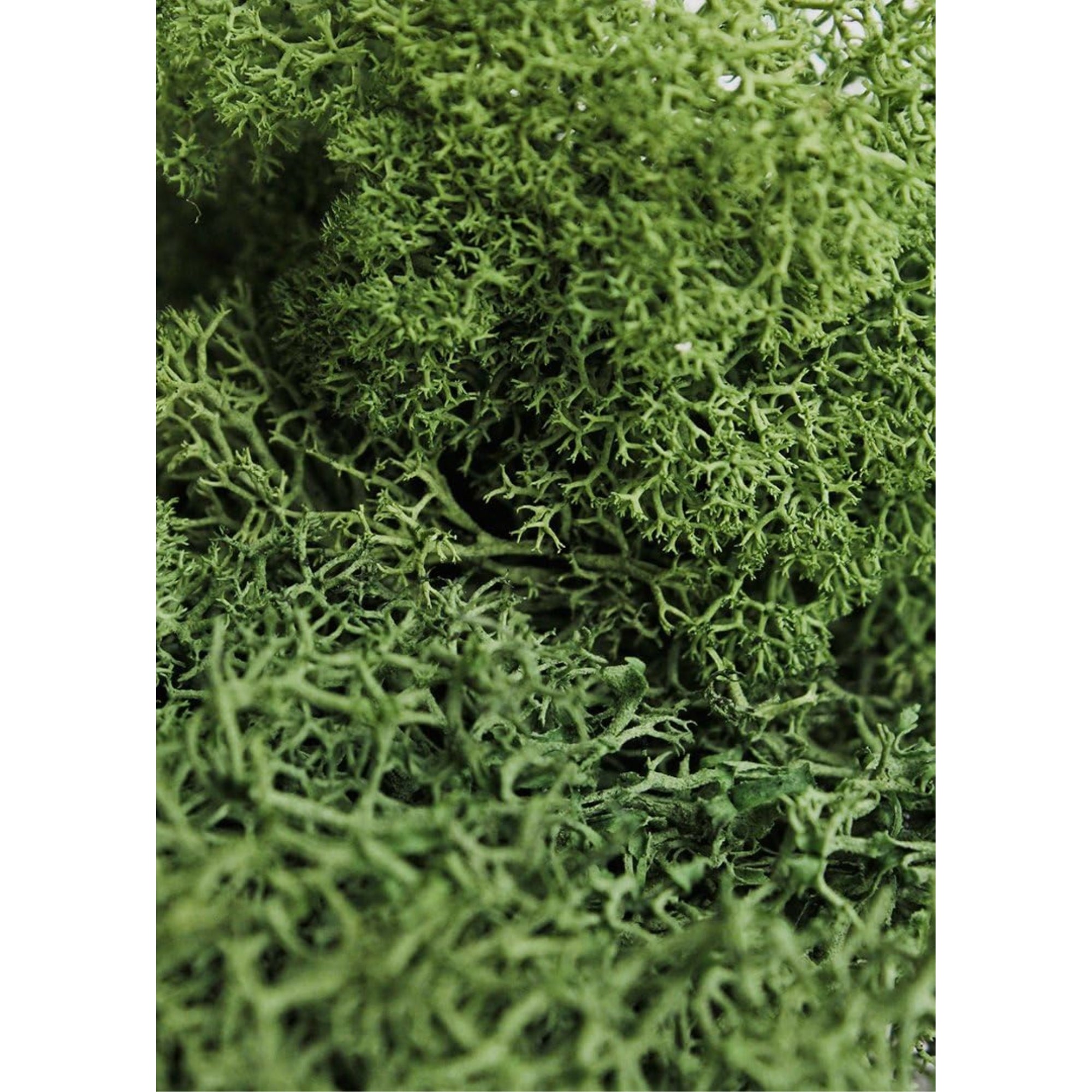 SuperMoss Preserved Reindeer Moss – Soft, Eco-Friendly Decorative Moss for Terrariums, Floral Arrangements, Forest Green, 2 oz
