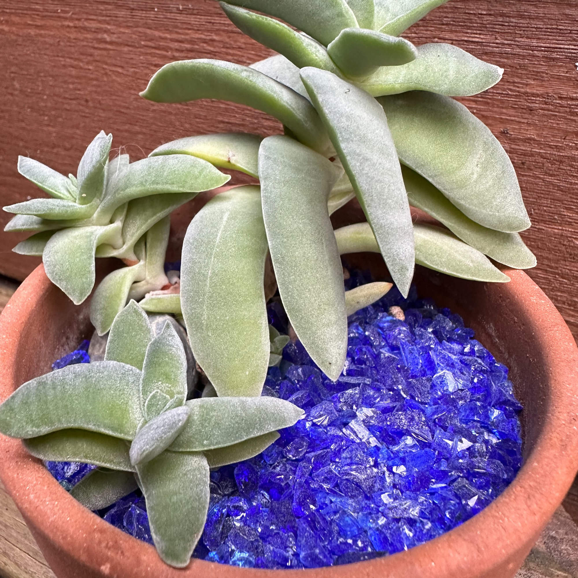 Organic Mechanics 2nd Sand Recycled Glass Terrarium, Planter & DIY Art Filler, Cobalt Blue, 1lb