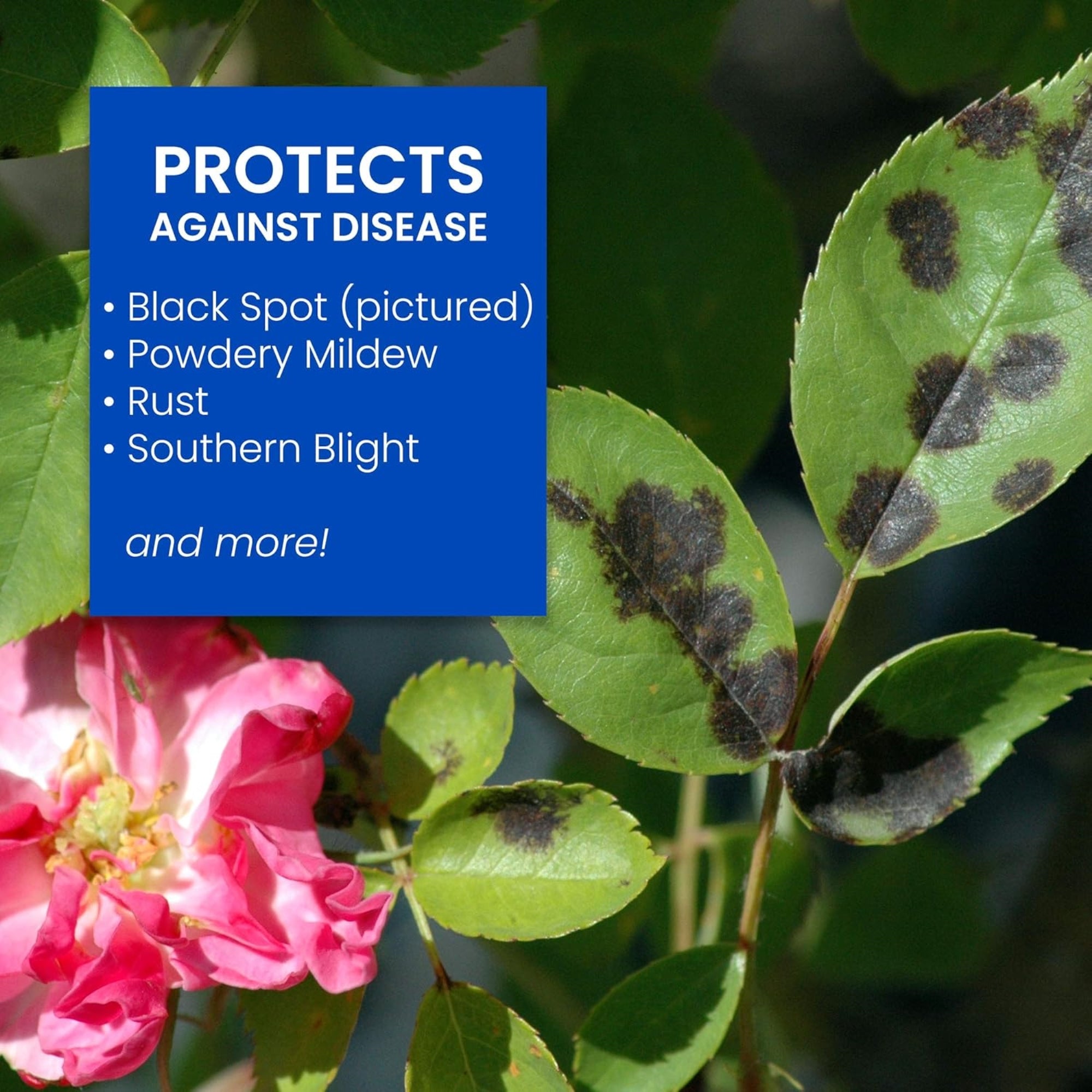 BioAdvanced 9-14-9 All-In-One Rose and Flower Care Concentrate - Imidacloprid, 64oz