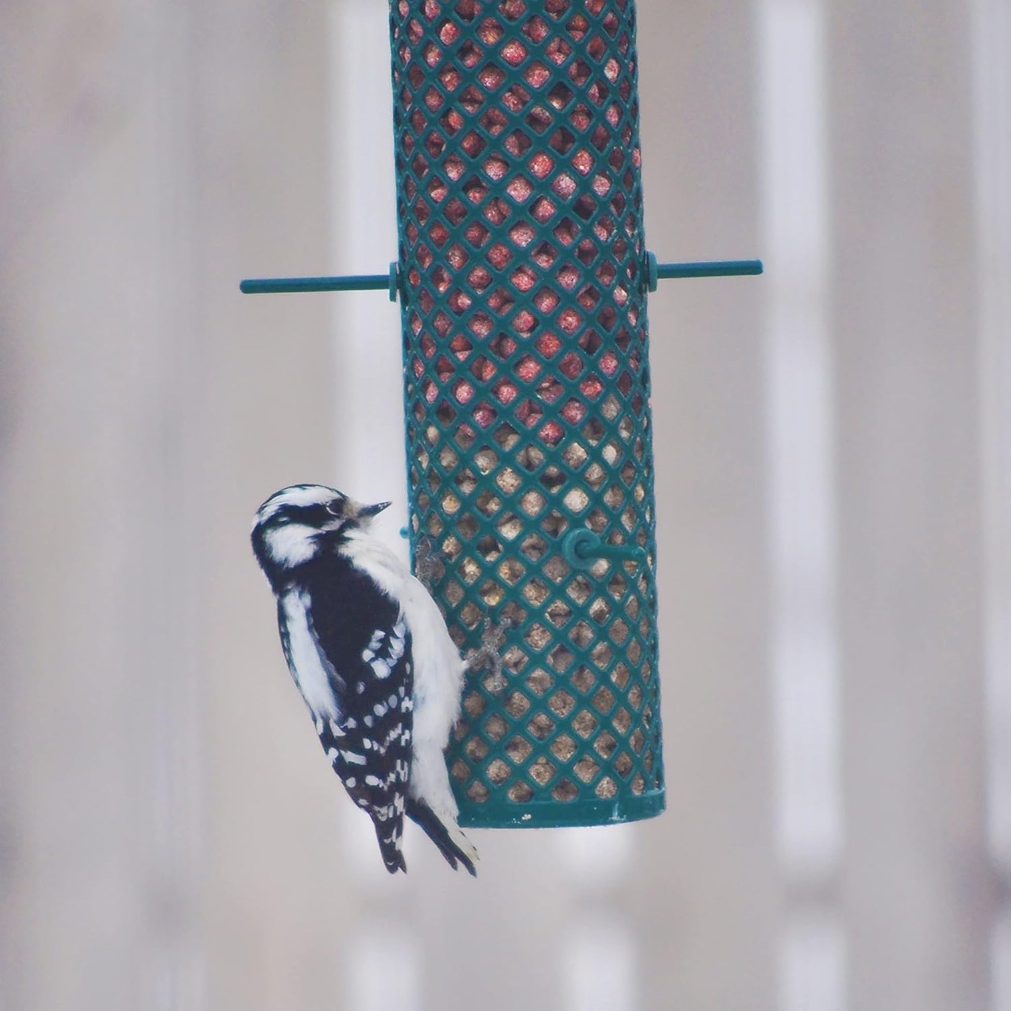 C & S Hanging Wire Suet Nugget Bird Feeder for Wild Birds, 24oz Nugget Capacity