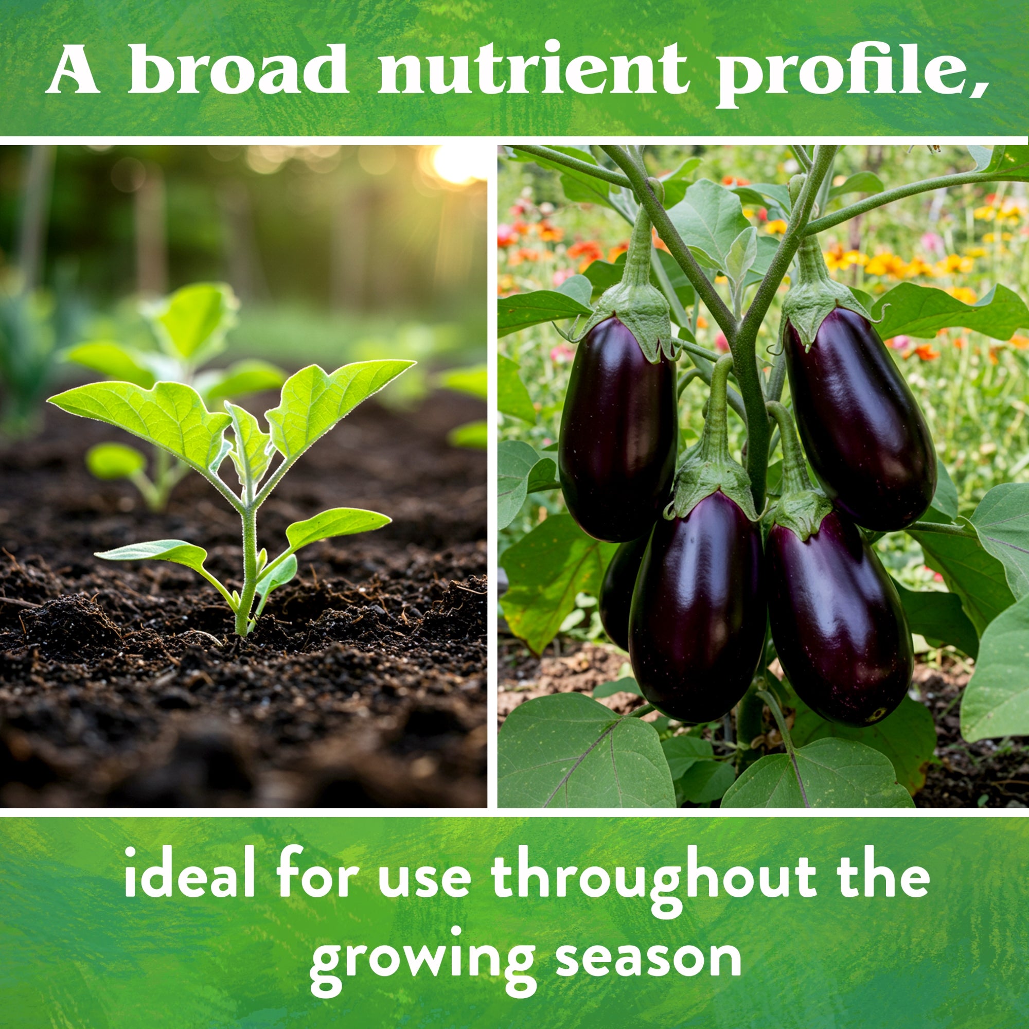 Down to Earth Organic Vegetable Garden Fertilizer 4-4-4