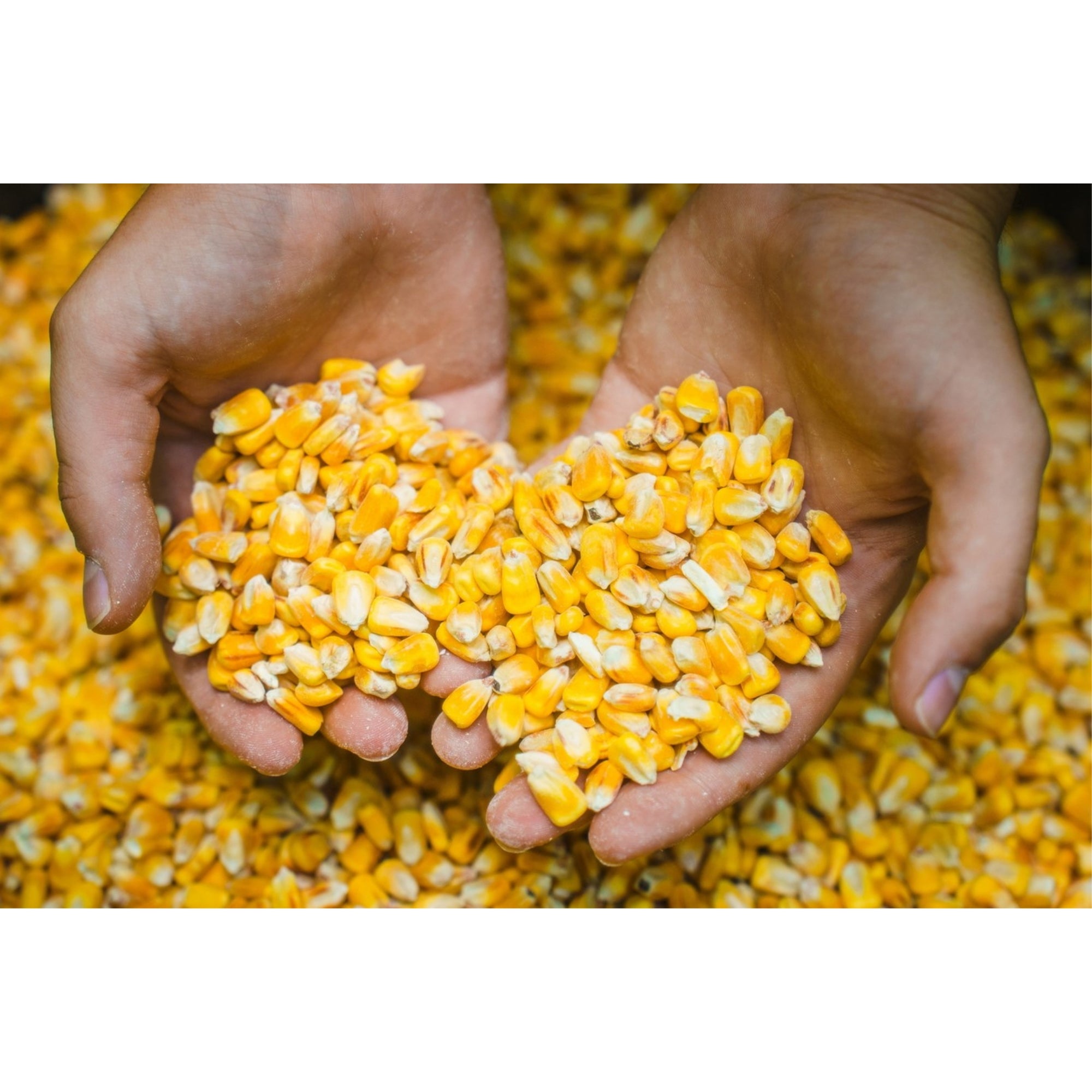 Top Score Deer Corn Premium Wildlife Feed for Deer, Turkeys & More, 40lb