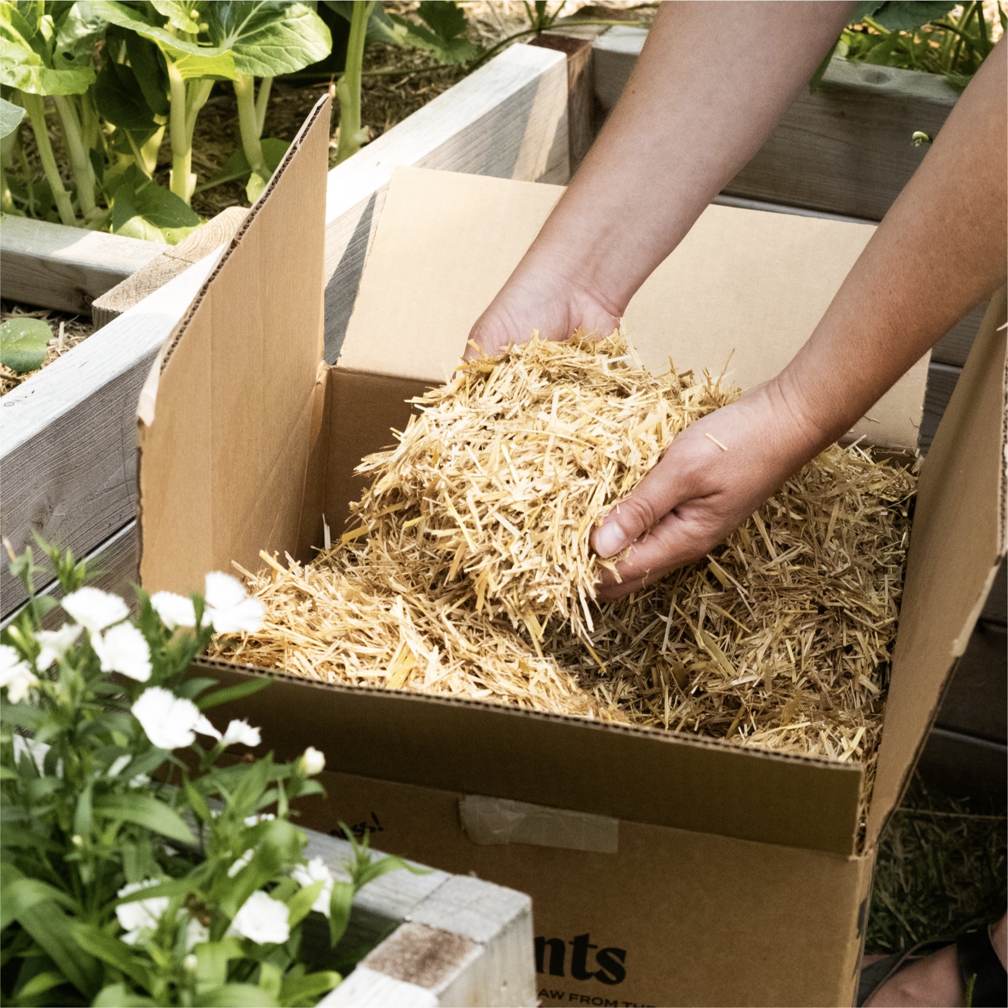 HealthiStraw GardenStraw Boxed – All-Natural, Clean, Sustainable Garden Straw Mulch for Gardens and Grass Seeding, Plastic-Free Packaging, 2 cu ft