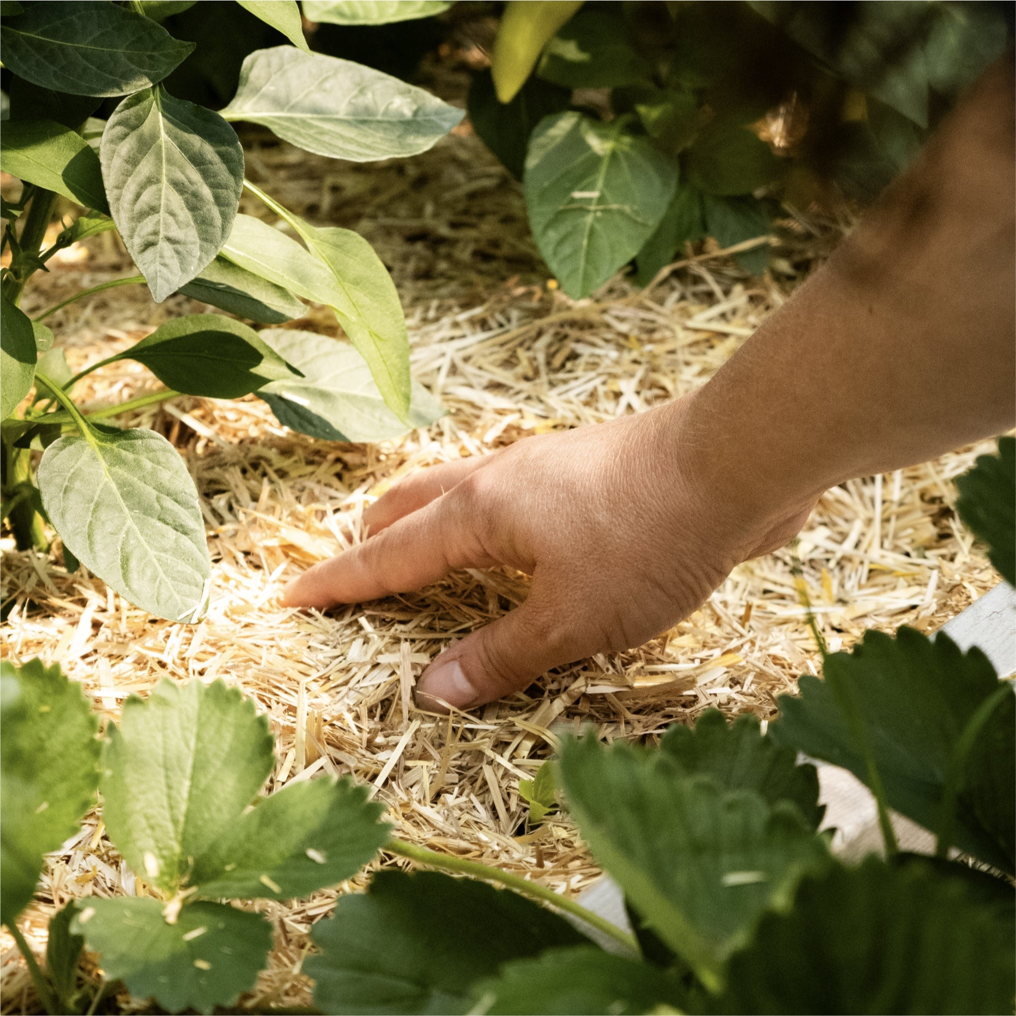 HealthiStraw GardenStraw Boxed – All-Natural, Clean, Sustainable Garden Straw Mulch, Plastic-Free Package, 2 cu ft