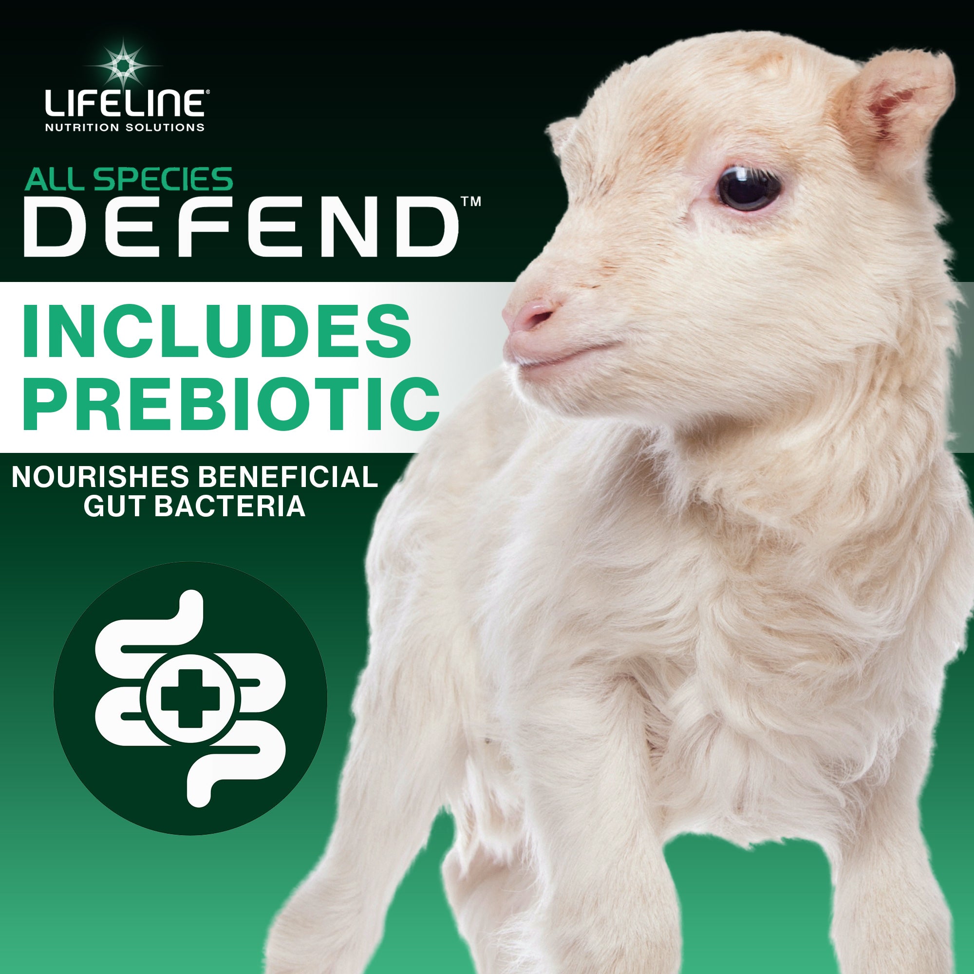 ANNUSO LIFELINE Defend All Species Colostrum Supplement, 1lb Bag