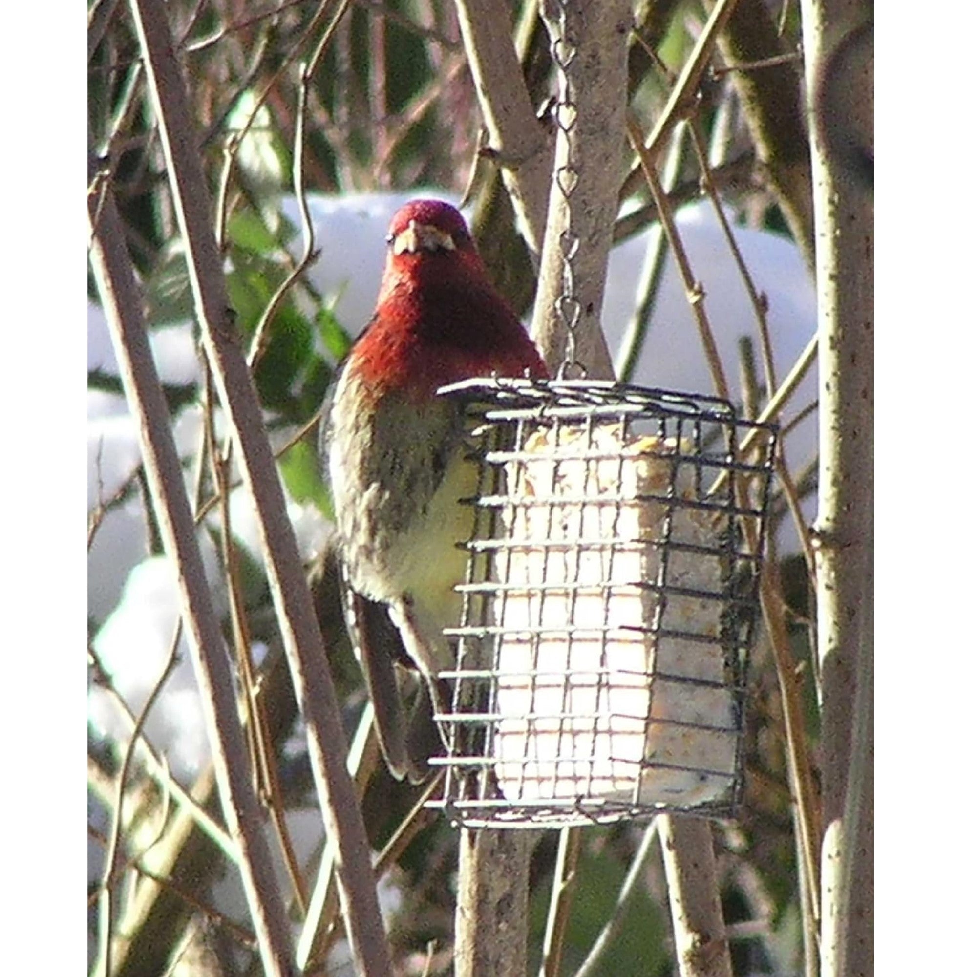 C & S Hanging Single Suet Basket for Wild Birds, 1 Suet Cake Capacity