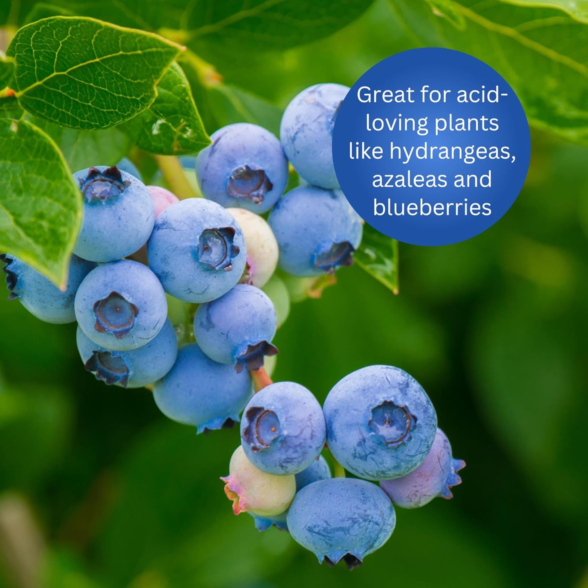 Earth Science Fast Acting Sulphur for Acid Loving Plants—Lowers Soil pH (Covers 5,000 sq ft) 25lb