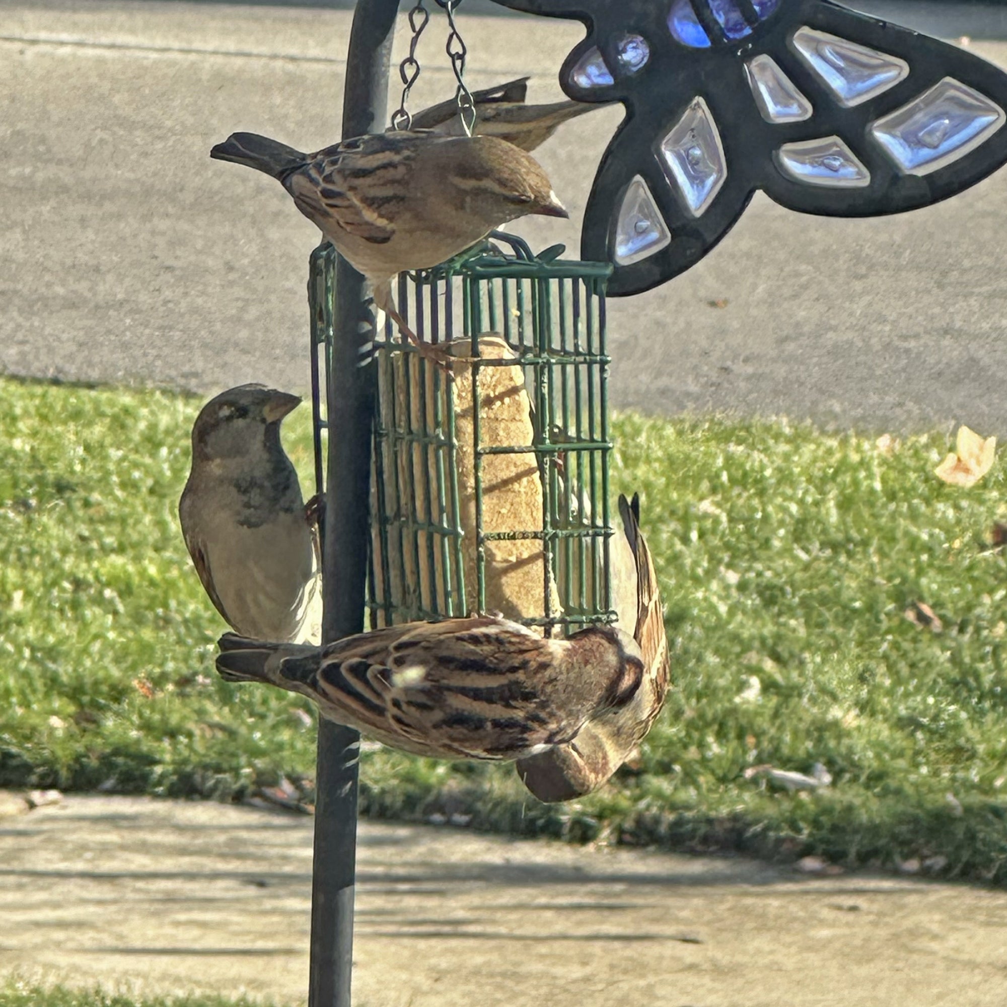 Hungrybird NaturAll Non-GMO, High-Protein Peanut Butter Suet Cake for Outside Wild Bird Feeders