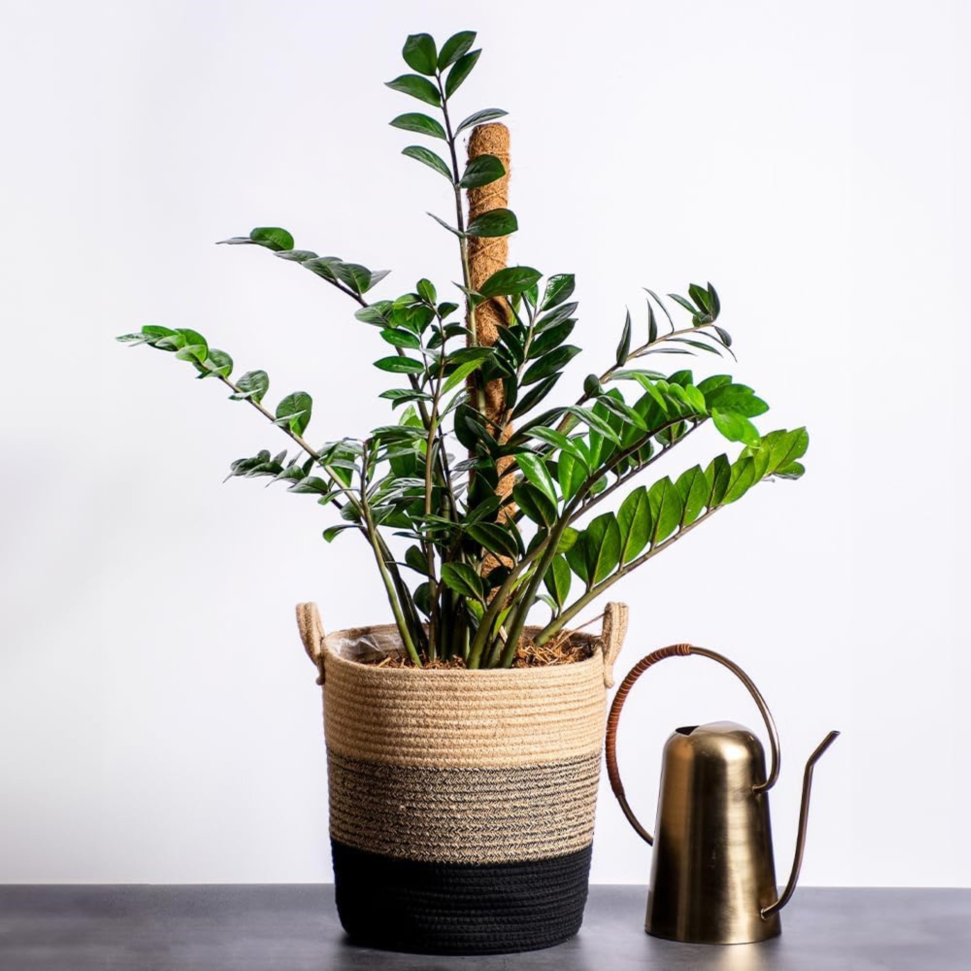 SuperMoss Stackable SuperPole with Coco Fiber for Indoor Gardening, 18"