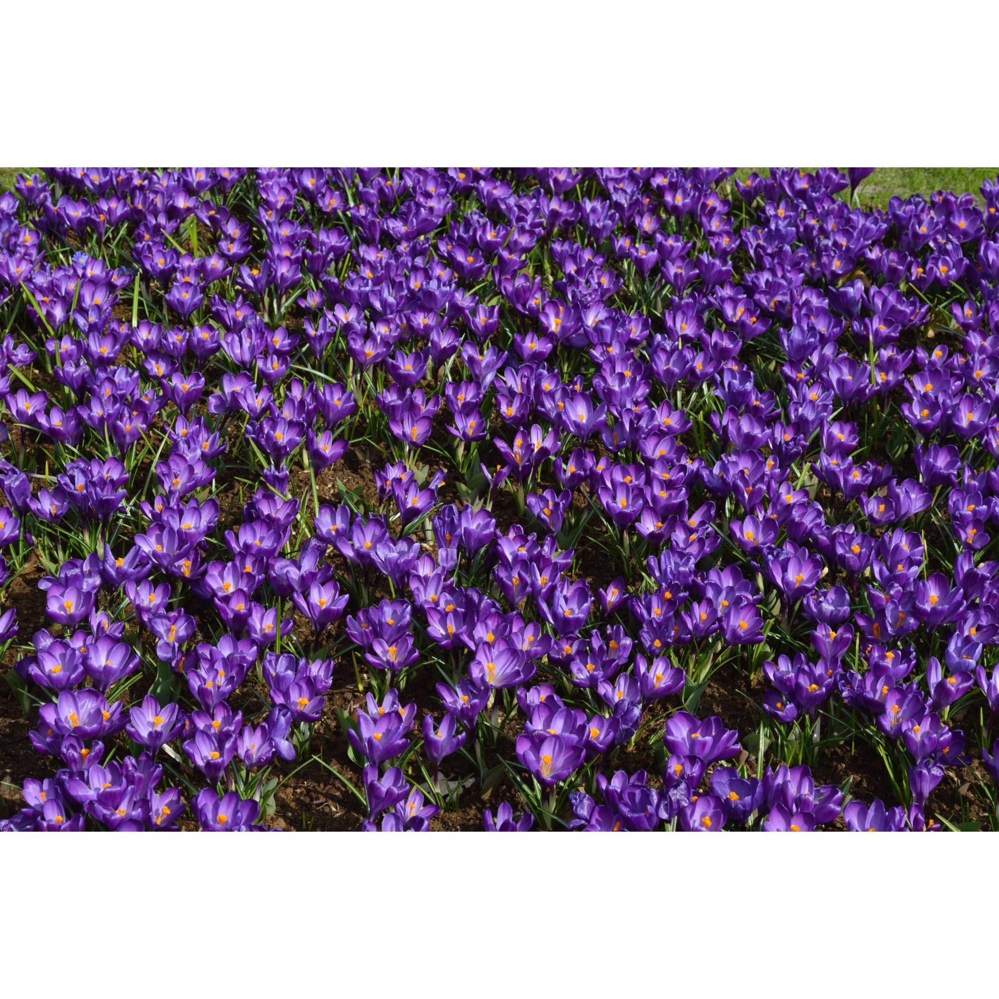 Garden Elements Spring Blooming Bulbs – Crocus, Early Dark Blue Crocus – 10 Pack