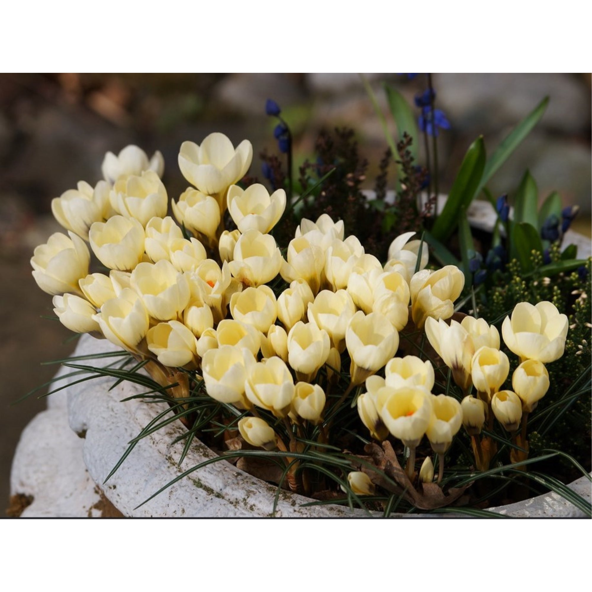 Garden Elements Spring Blooming Bulbs – Crocus Cream Beauty, Yellow – 10 Pack