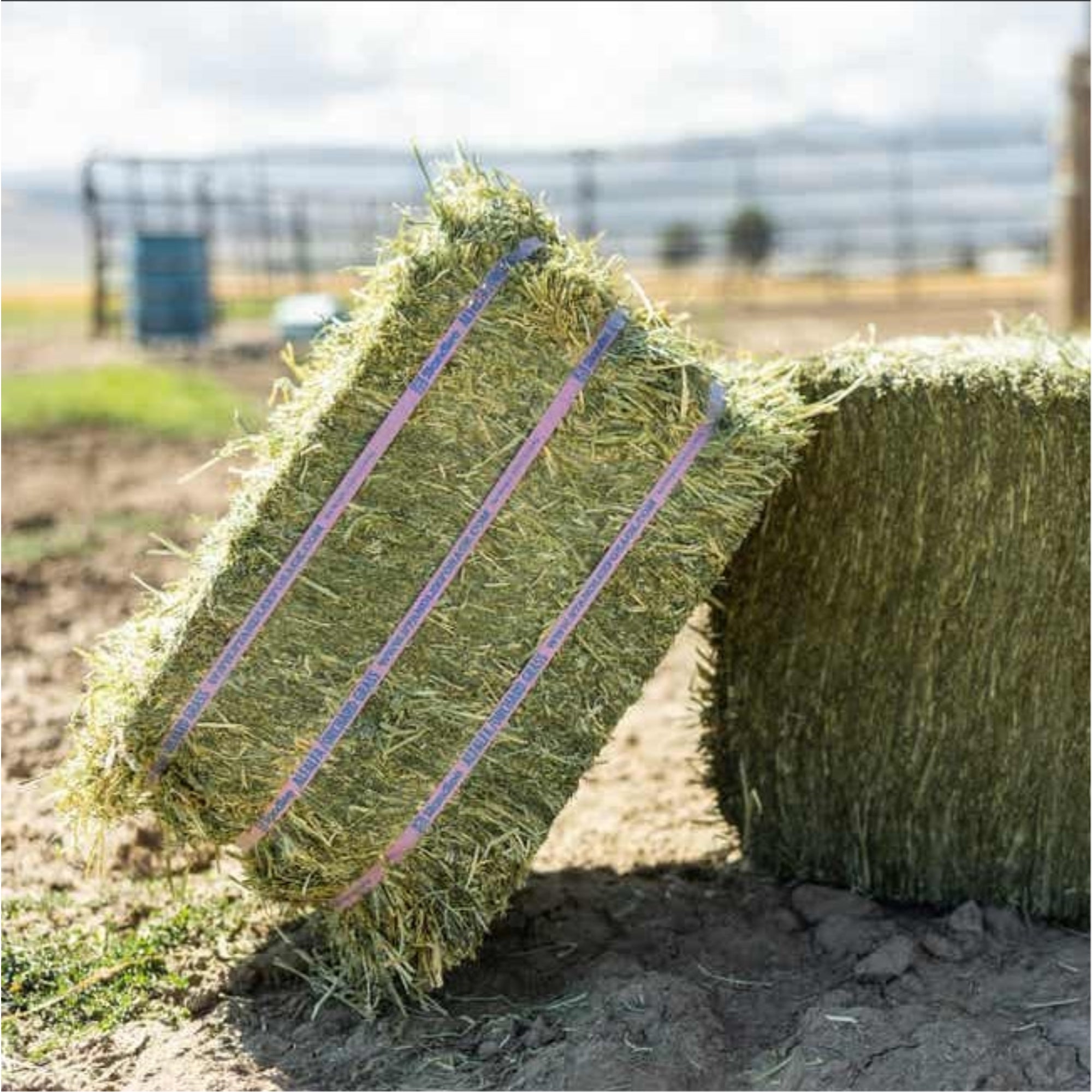 Standlee Premium Western Forage, Alfalfa/Orchard Grass, Grab & Go Compressed Bale, 50lb
