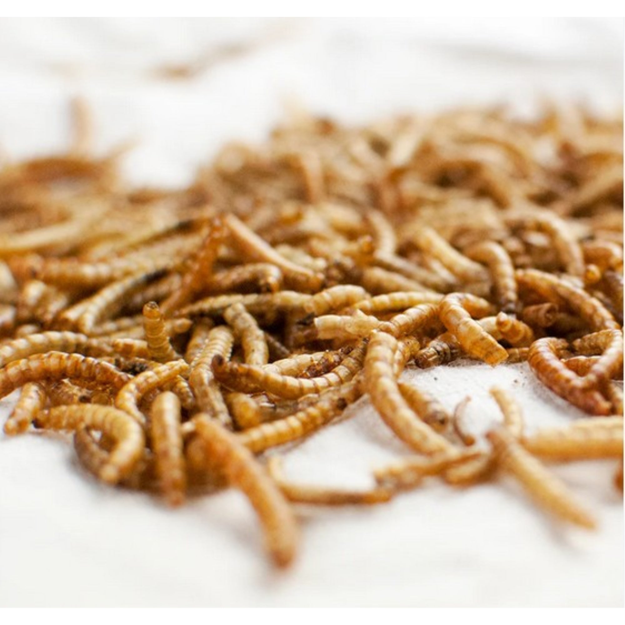 Happy Hen Treats Mealworm Frenzy – 100% Natural Dried Mealworms – High-Protein Poultry Snack, 30oz