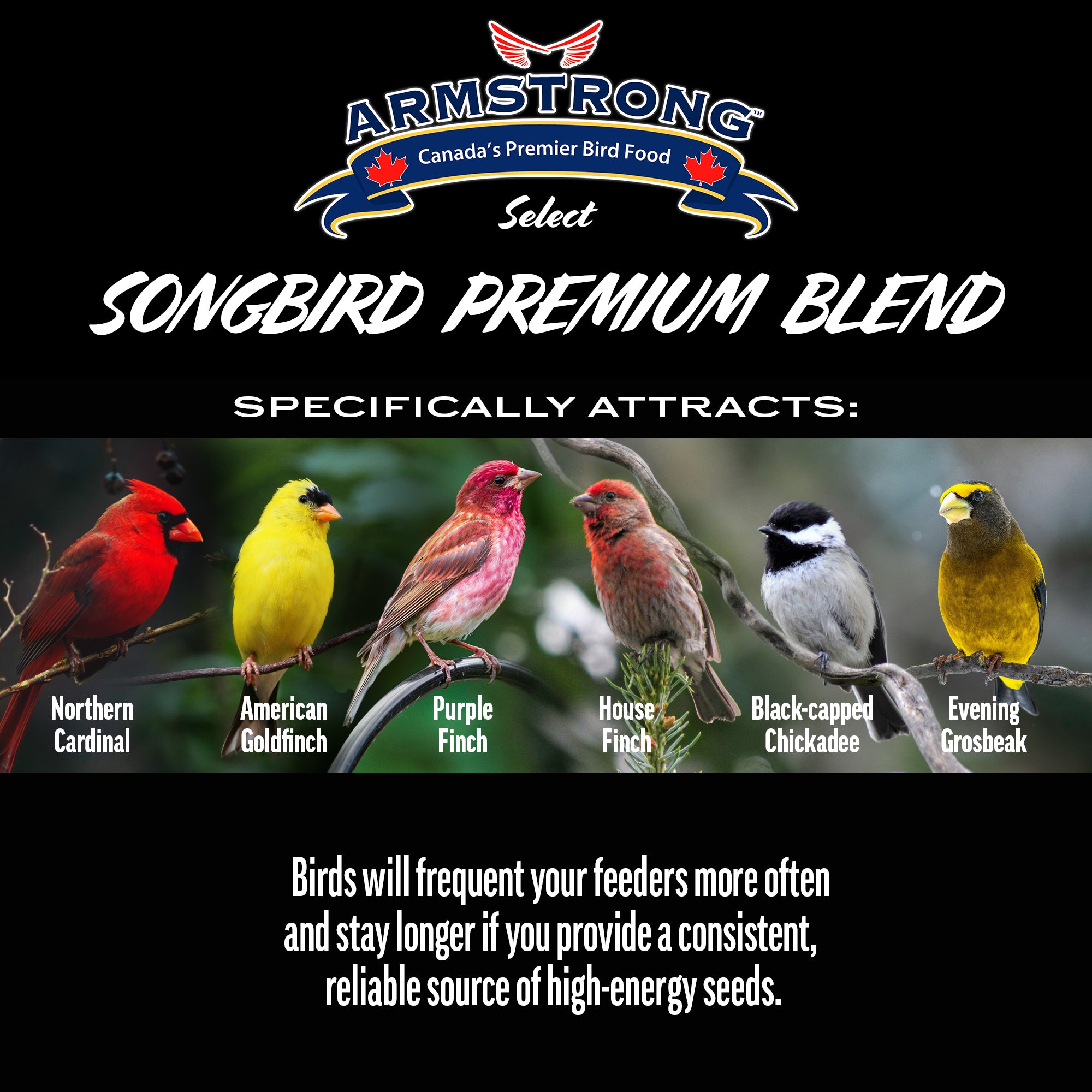 Armstrong Wild Bird Select Songbird Premium Blend, 4lbs