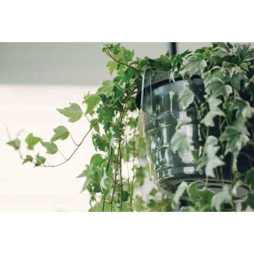 Curtis Wagner Plastics Hanging Basket Drip Pan with 4 Molded Hooks, Clear — 12"