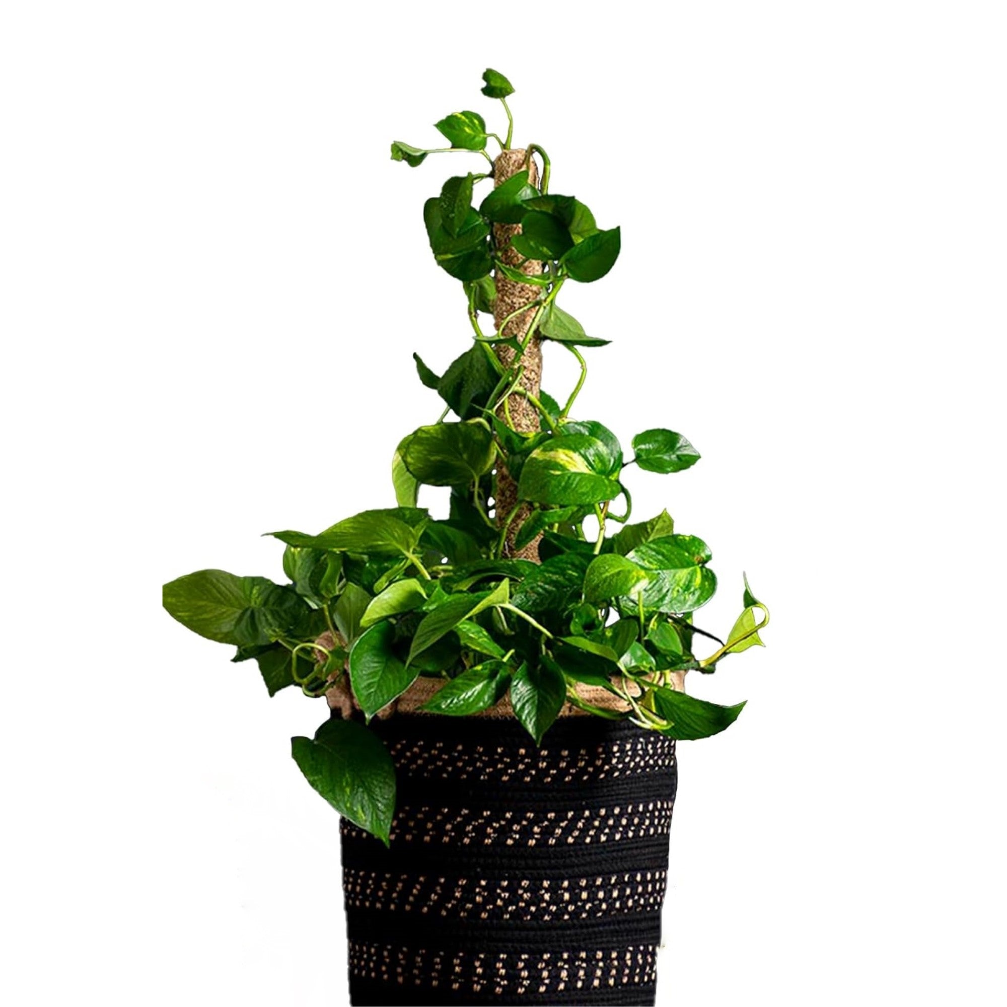 SuperMoss Natural Sphagnum Moss Pole Plant Support, 24in