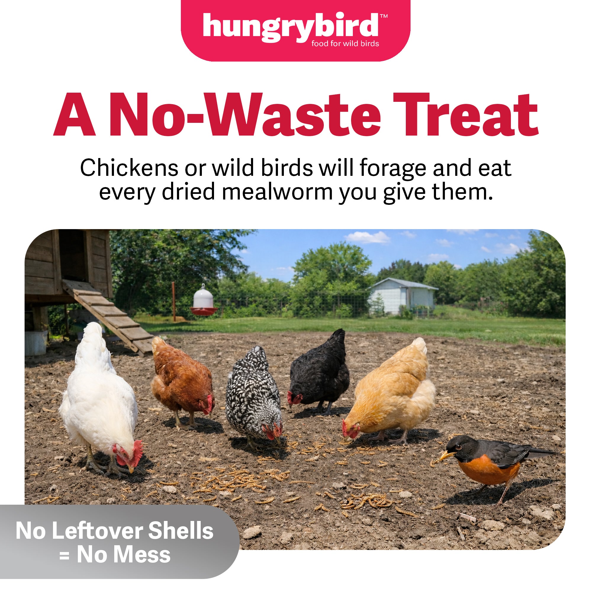 Hungrybird Dried Mealworms - High Protein Poultry Treats for Backyard Chickens