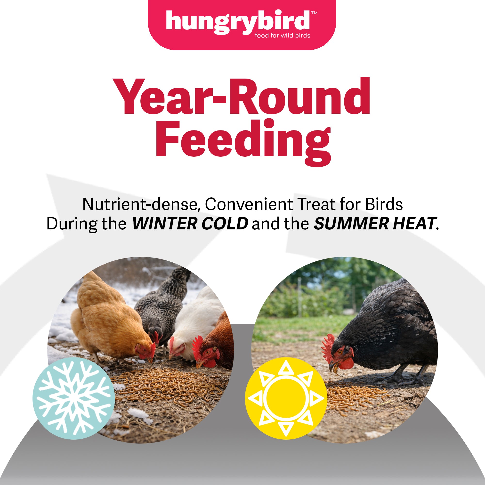 Hungrybird Dried Mealworms - High Protein Poultry Treats for Backyard Chickens