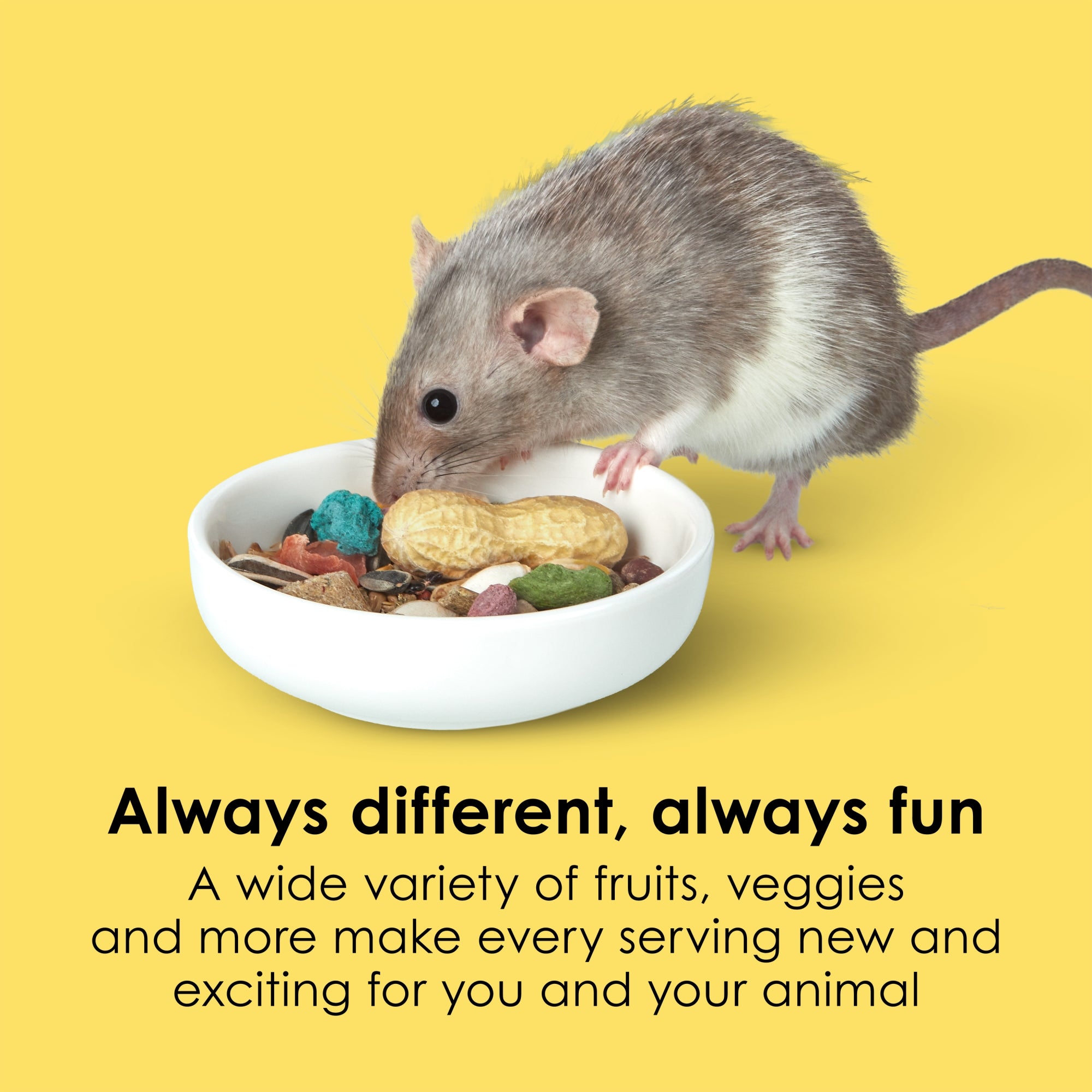 Kaytee Fiesta Mouse and Rat Food, 15lbs – Supports Immune Health and Digestion