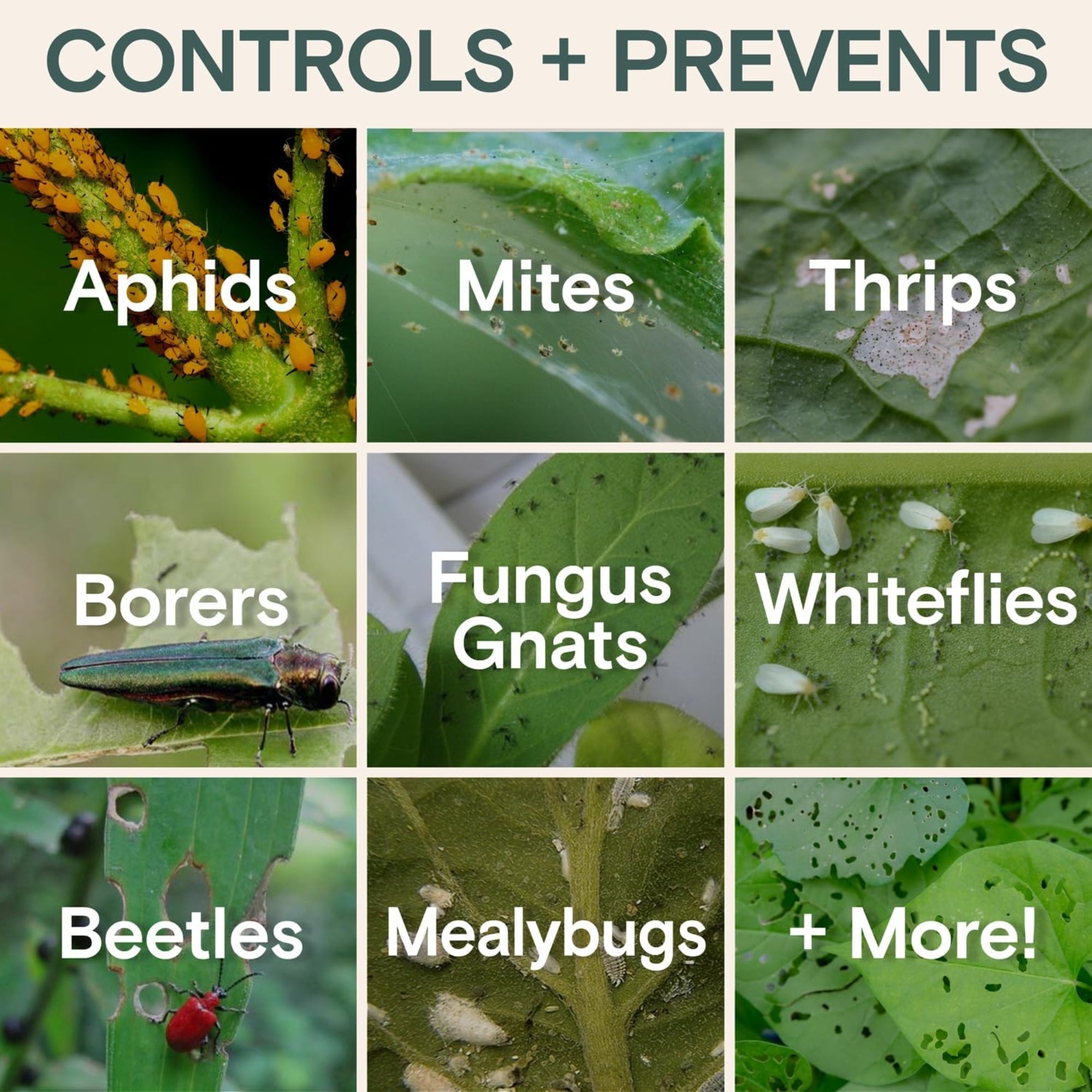 Arber Bio Insecticide Concentrate for Garden Pest Control, 16 fl oz