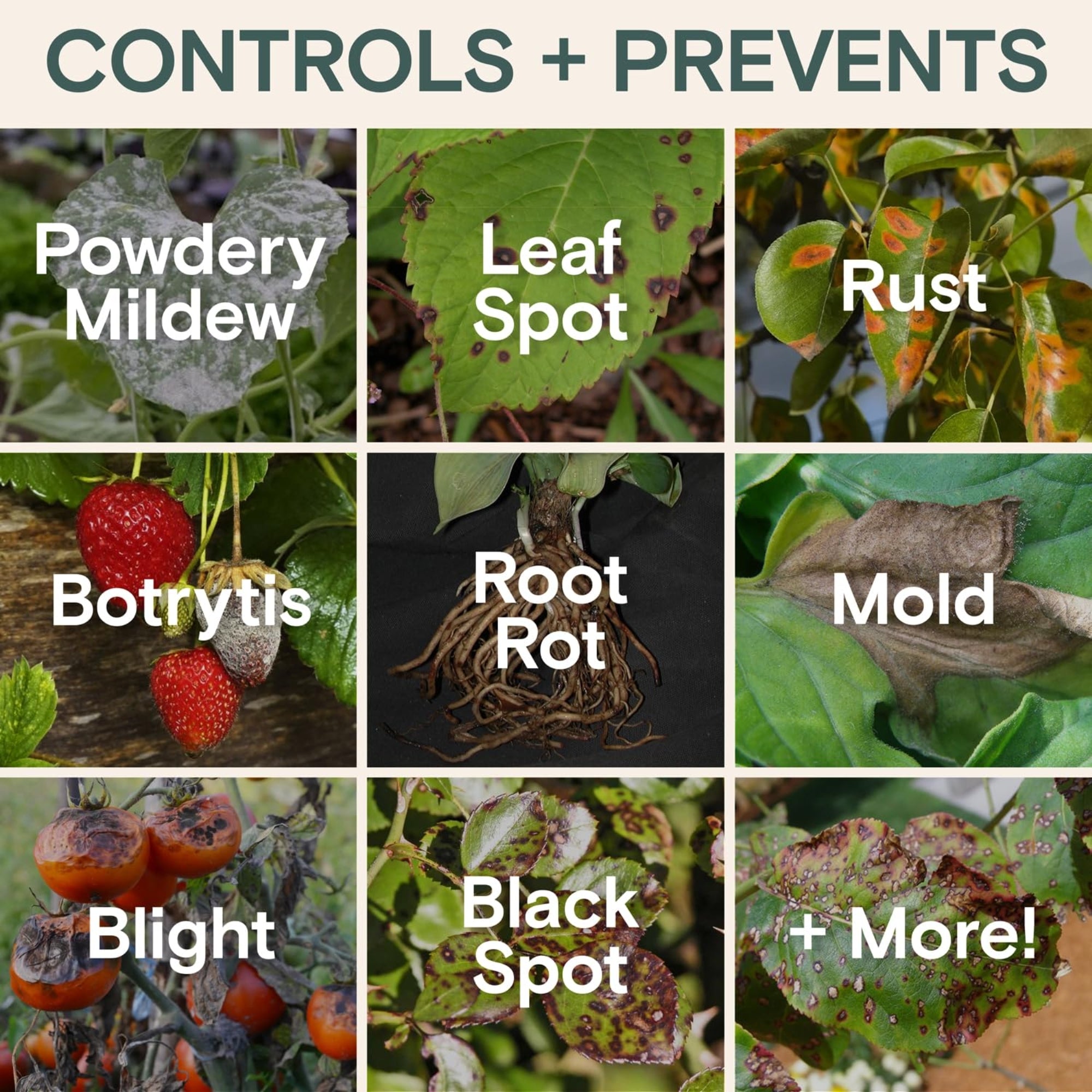 Arber Organic Bio Protectant Disease Control and Fertilizer Concentrate, 1 Pint