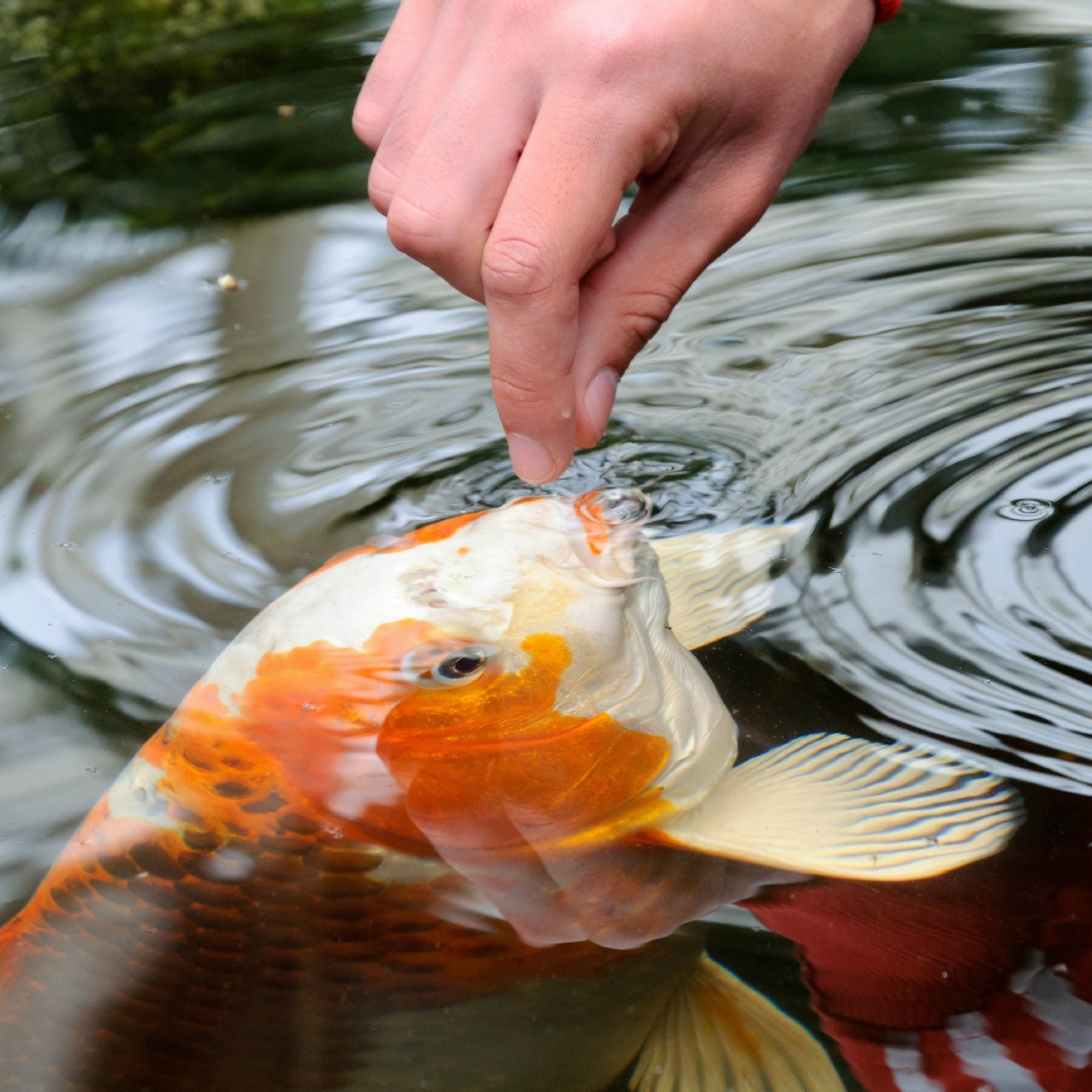 Tetra Pond Koi Vibrance Premium Nutrition with Color Enhancers