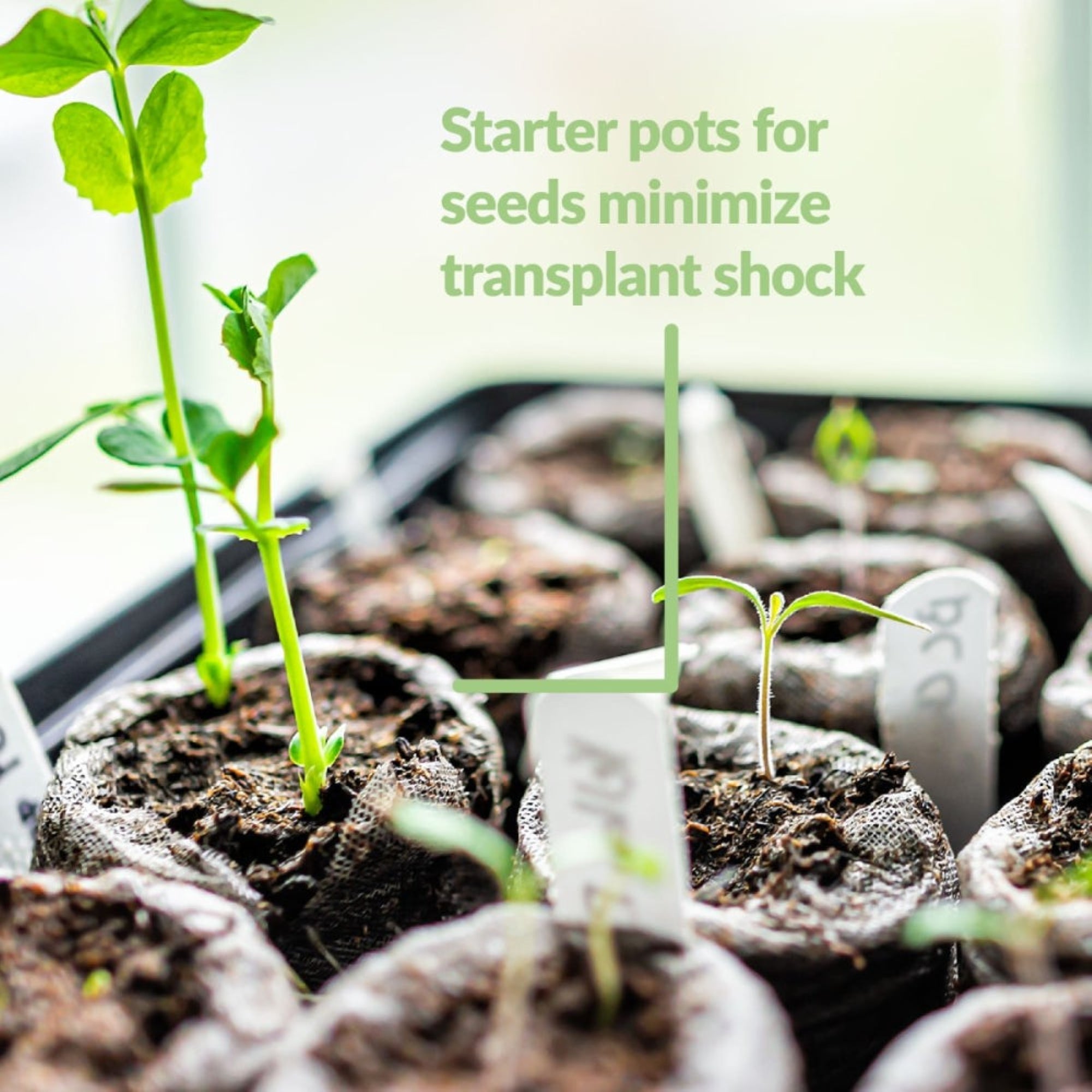 Jiffy Seed 42mm Expanding Seed Starting Pellet Refills for Trays, 25 Pellets