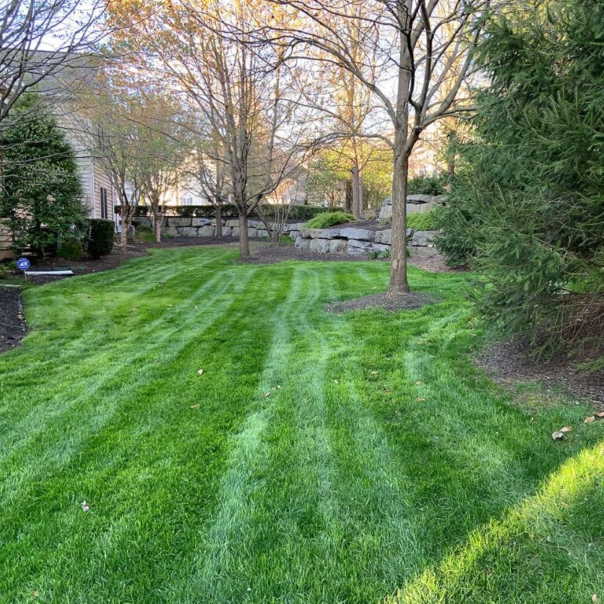 Jonathan Green Black Beauty Dense Shade Grass Seed Mix