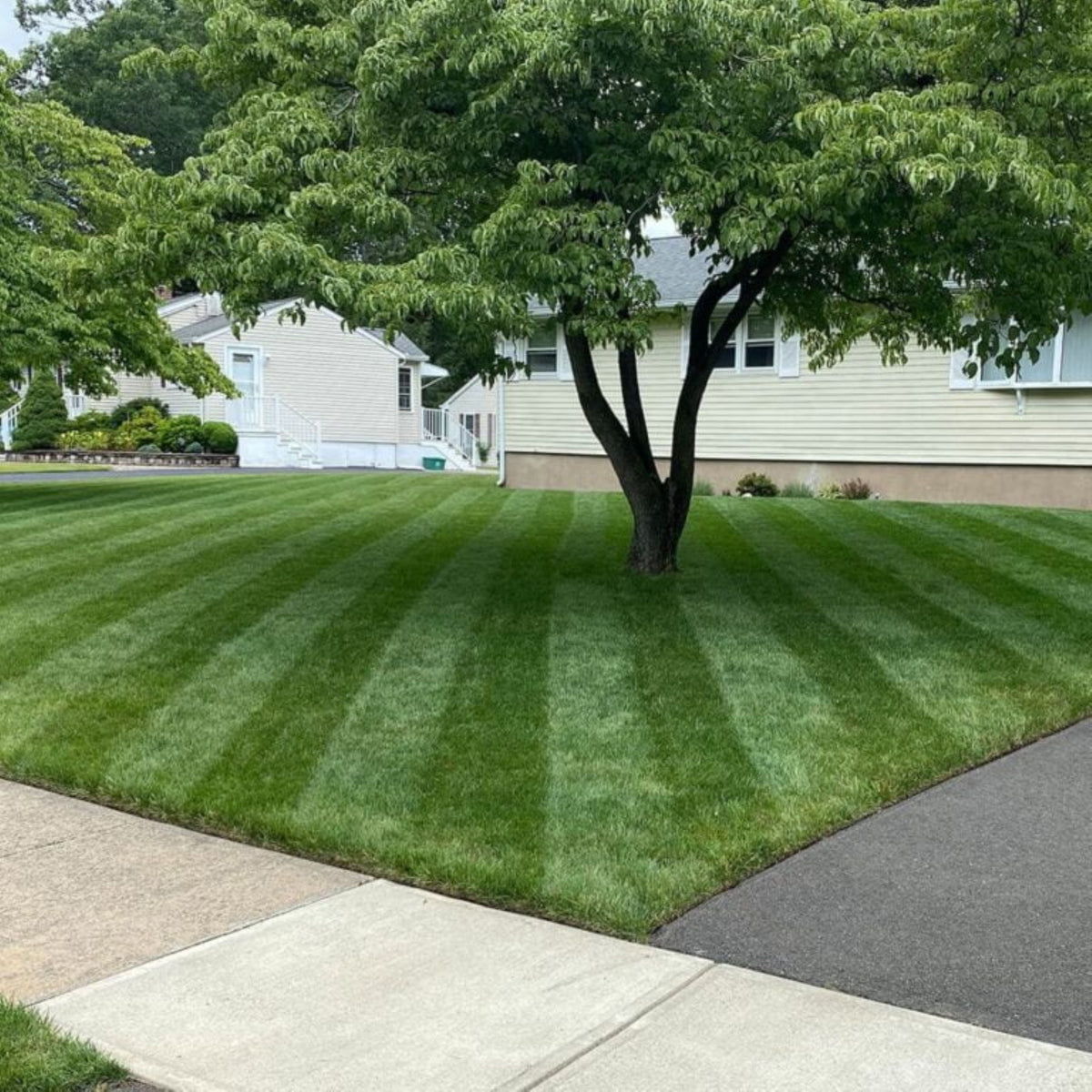 Jonathan Green Lawn Fungus Control