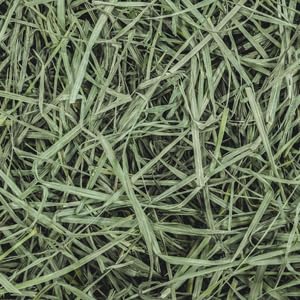 Standlee Premium Orchard Grass – Healthy Forage for Rabbits, Guinea Pigs, and Small Herbivores