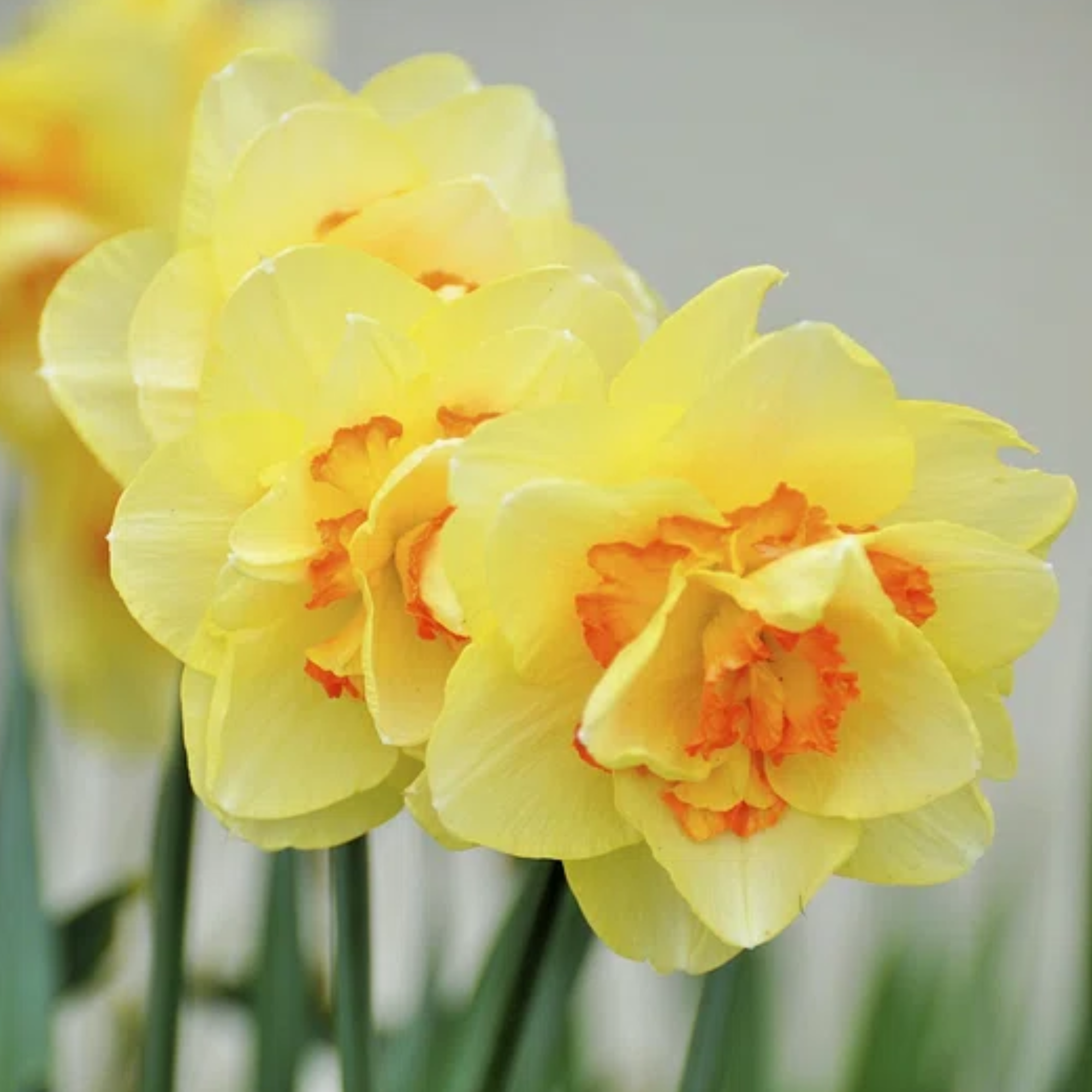 Garden Elements Live Flower Bulbs, Narcissus Double Manly, Yellow (Pack of 5)