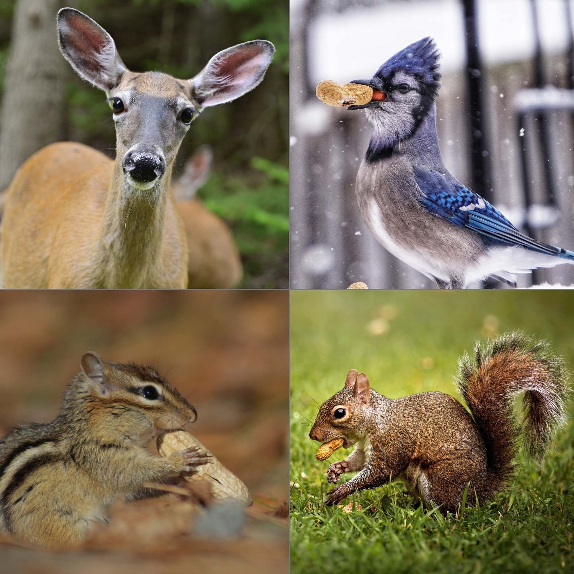 Raw Peanuts With Shell For Birds, Squirrels, Wild Animal Food, 25 Pound Bag