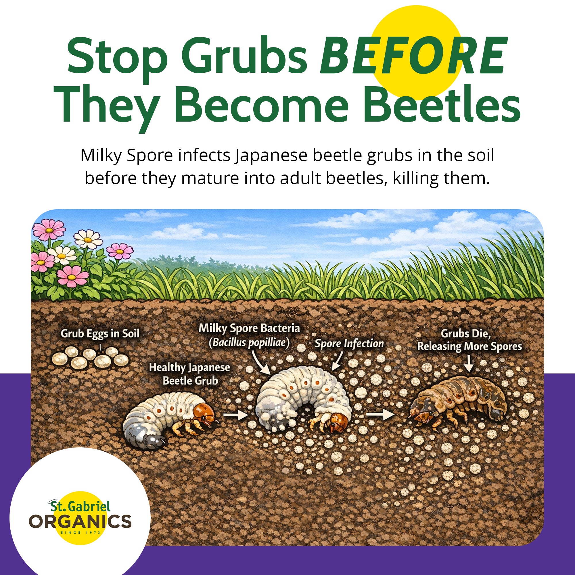 St. Gabriel Organics Milky Spore Japanese Beetle Grub Killer Granules, 15lbs