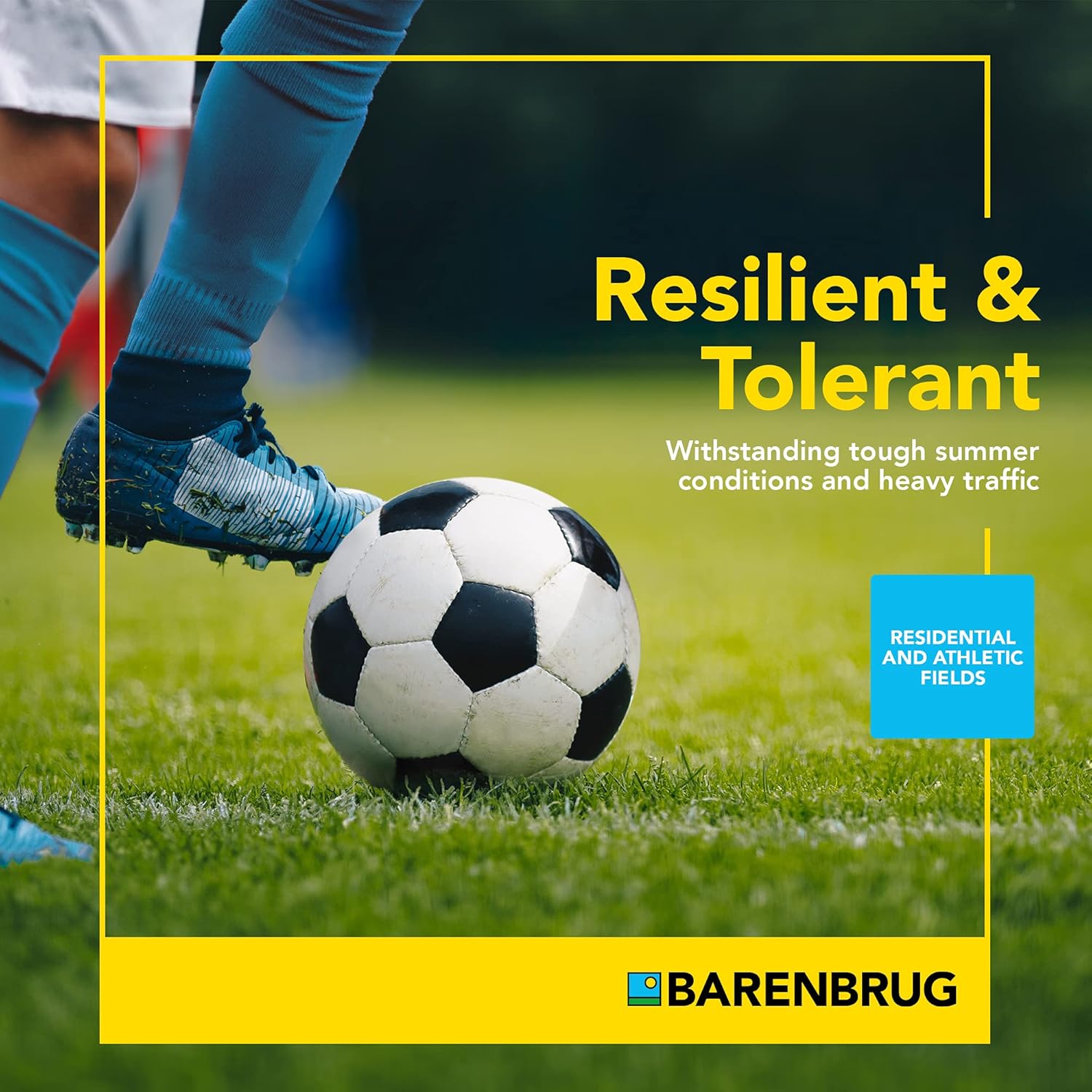 Barenbrug Turf Star RPR Grass Seed with Yellow Jacket Coating, 10lb