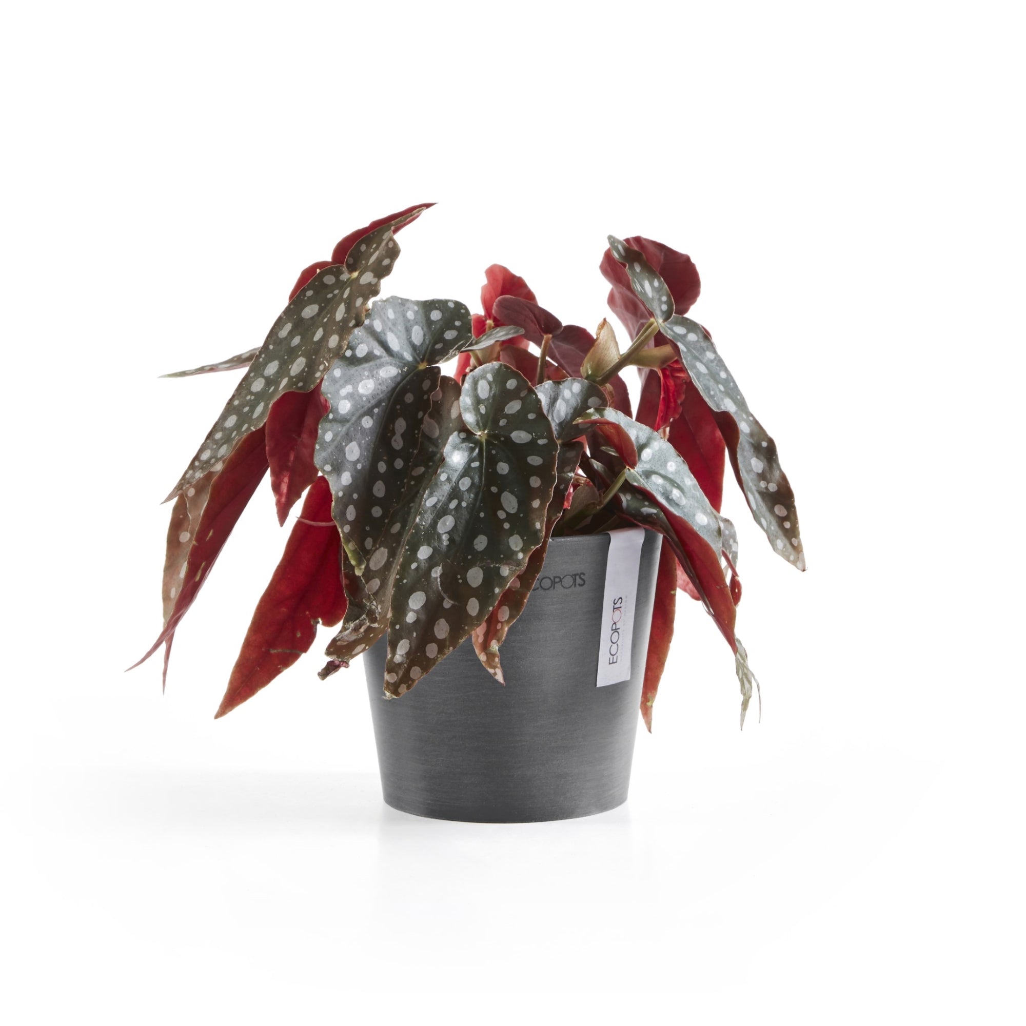 Ecopots Amsterdam Mini Durable Modern Round Recycled-Based Composite Flower Pot Planter