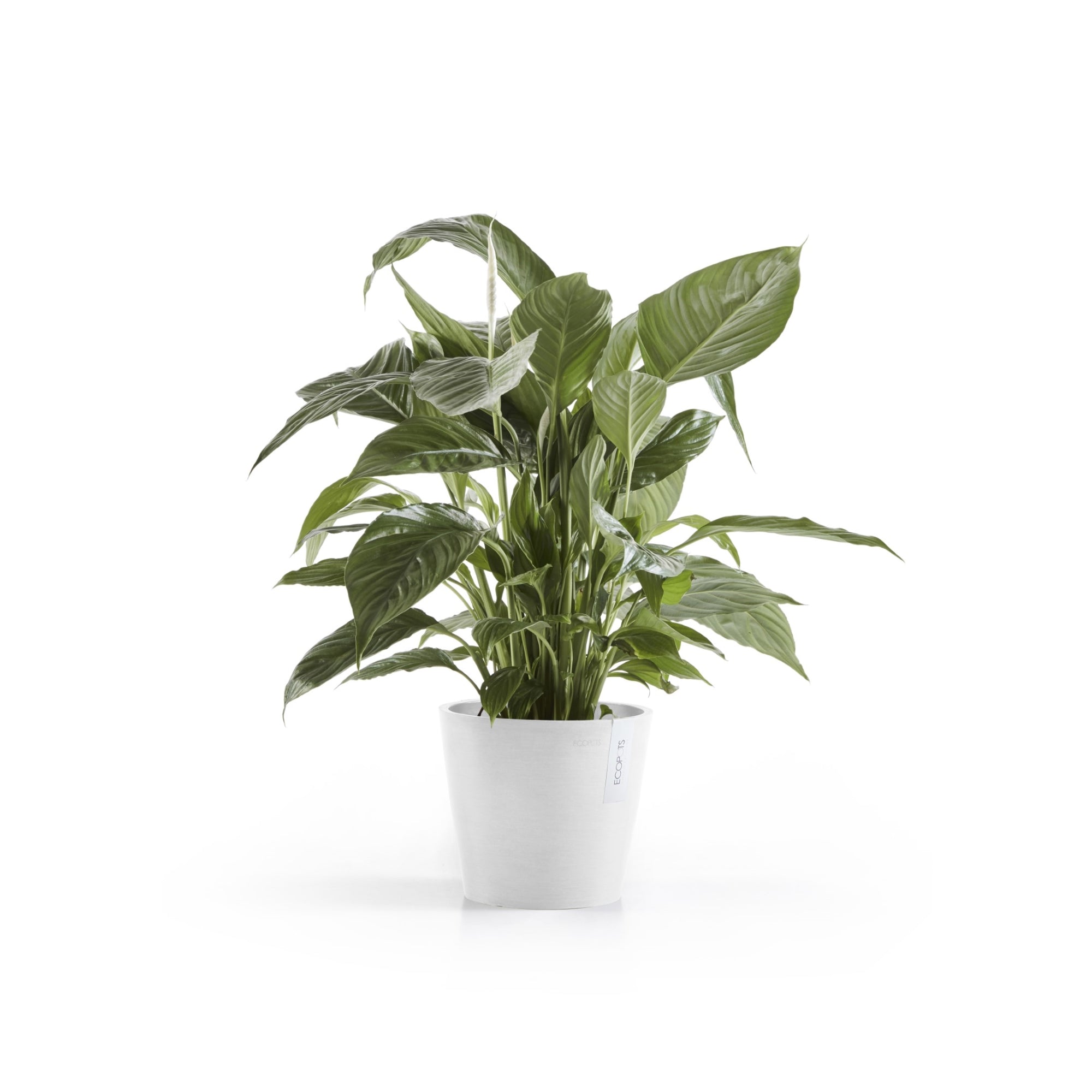 Ecopots Amsterdam Durable Modern Round In/Outdoor Recycled-Based Composite Flower Pot Planter