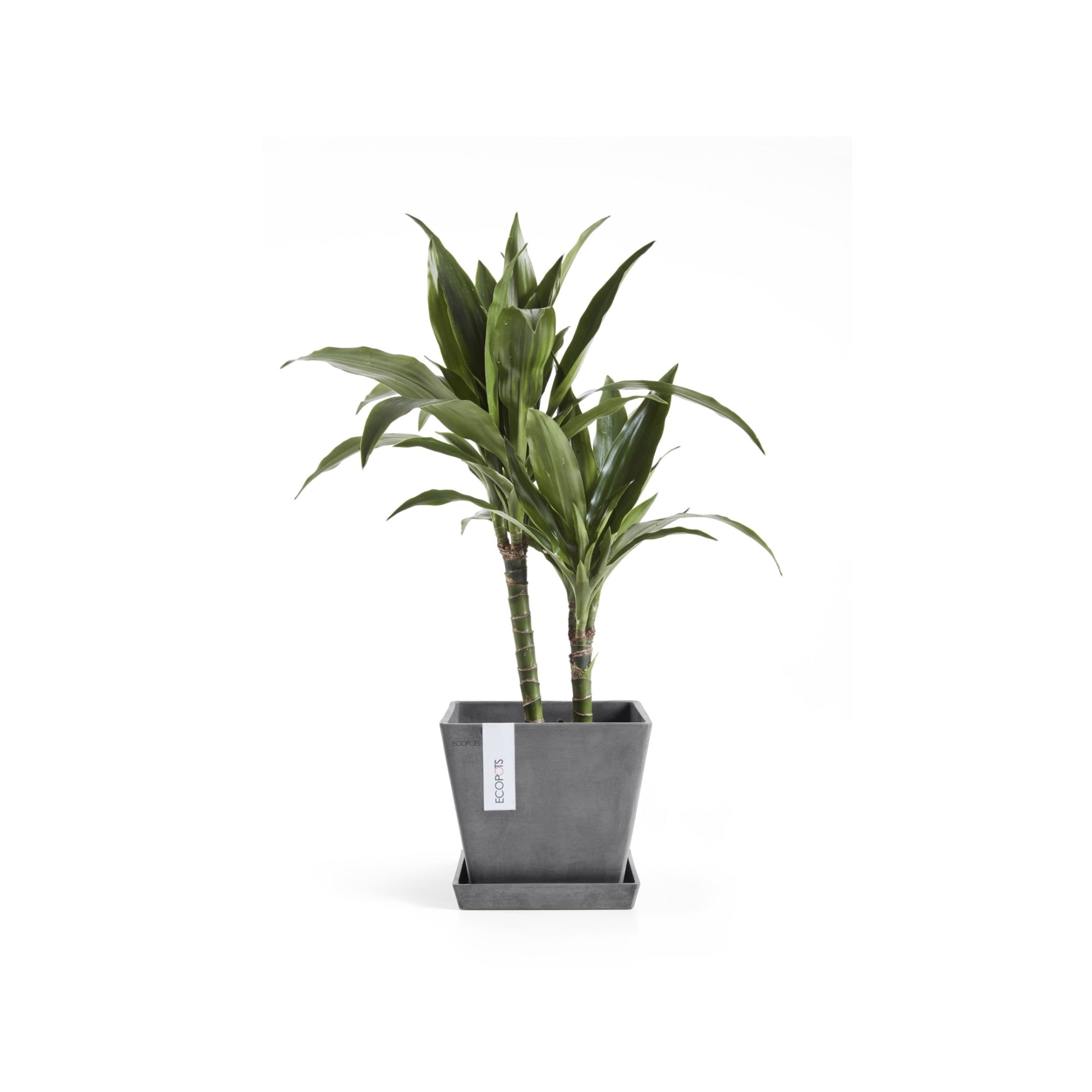 Ecopots Rotterdam Durable Modern Square Indoor/Outdoor Recycled-Based Composite Flower Planter