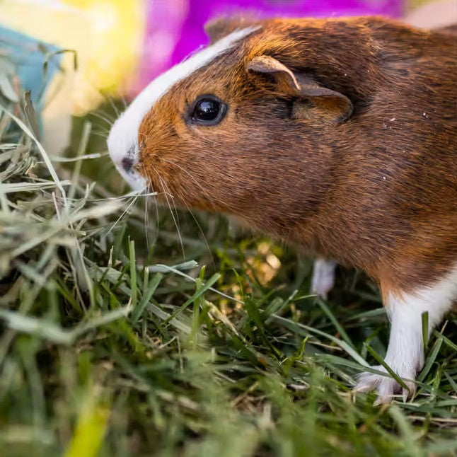 Standlee Premium Orchard Grass – Healthy Forage for Rabbits, Guinea Pigs, and Small Herbivores