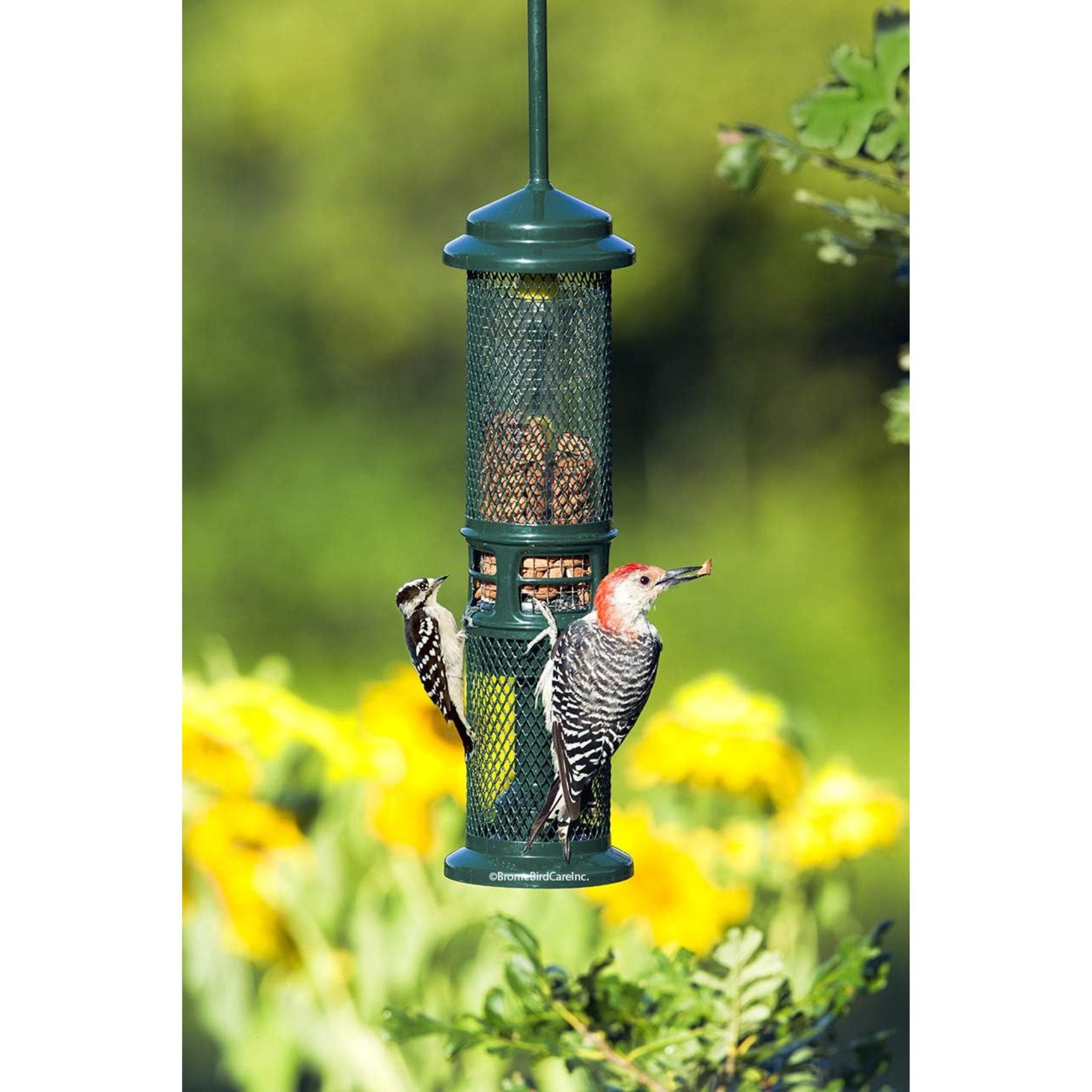 Brome Squirrel Buster Squirrel-Proof Bird Feeder for Nuts