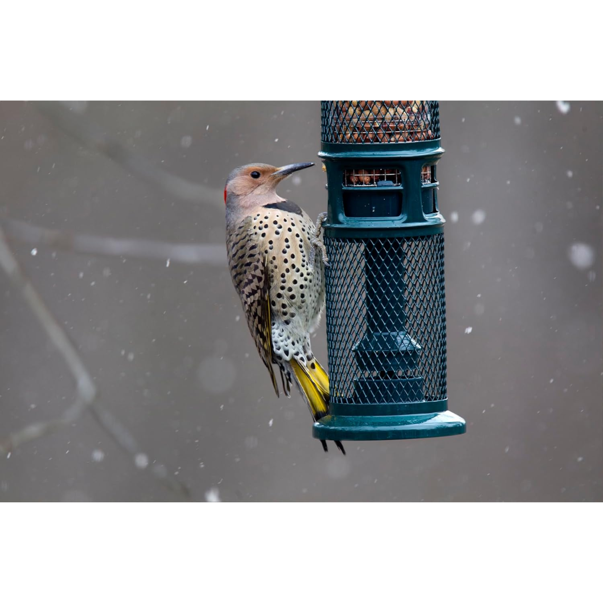 Brome Squirrel Buster Squirrel-Proof Bird Feeder for Nuts