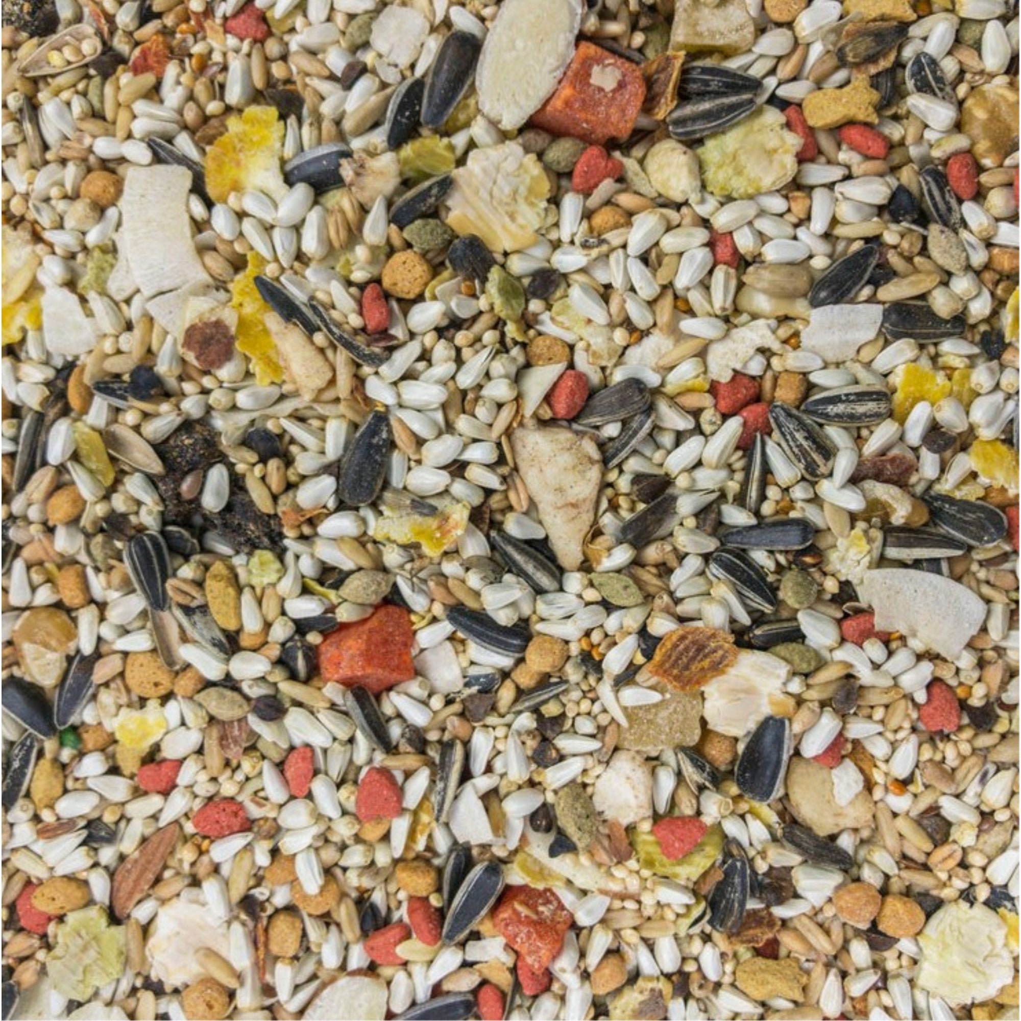 Higgins Premium Pet Foods Safflower Gold for Conures, Cockatiels & Lovebirds 25lb