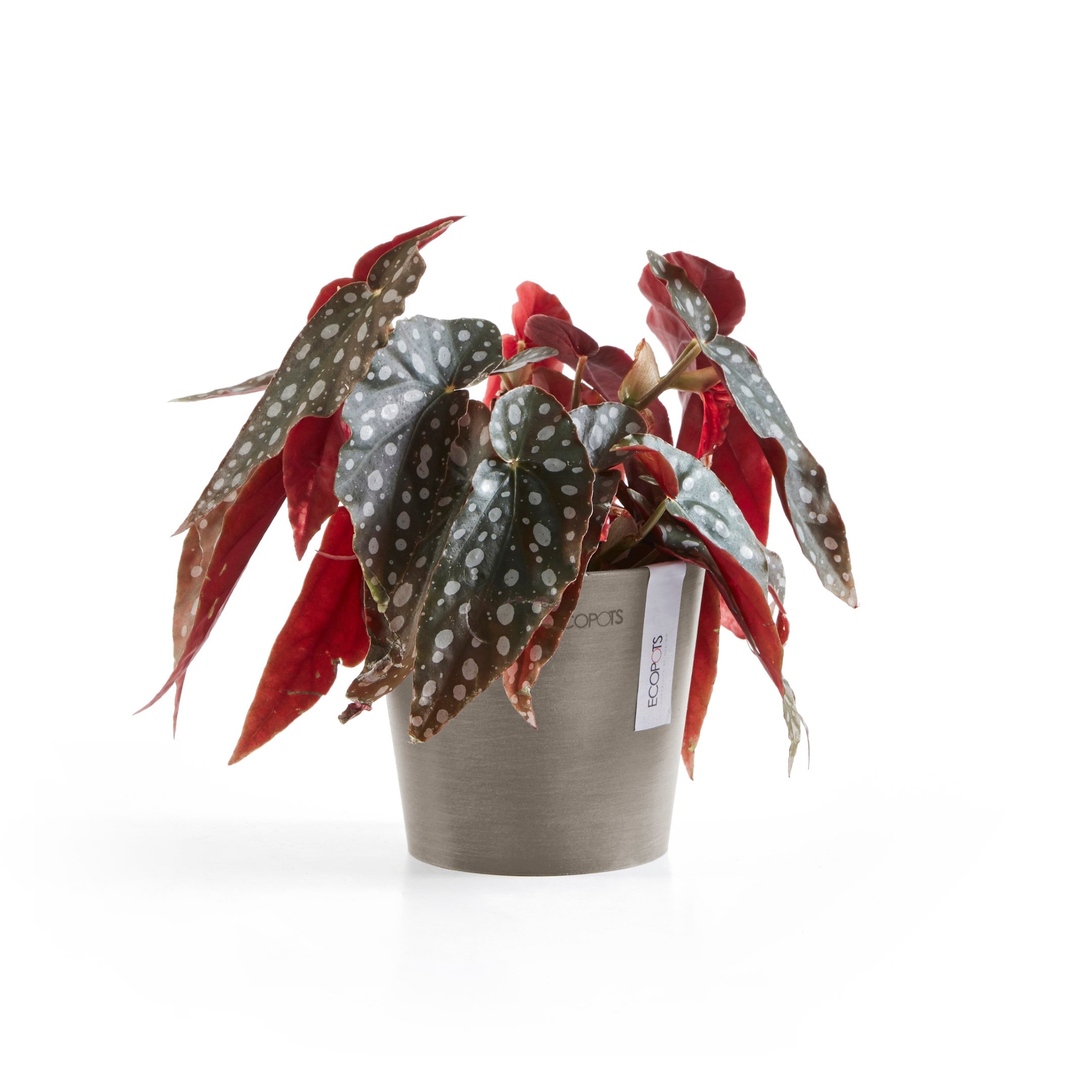 Ecopots Amsterdam Mini Durable Modern Round Recycled-Based Composite Flower Pot Planter