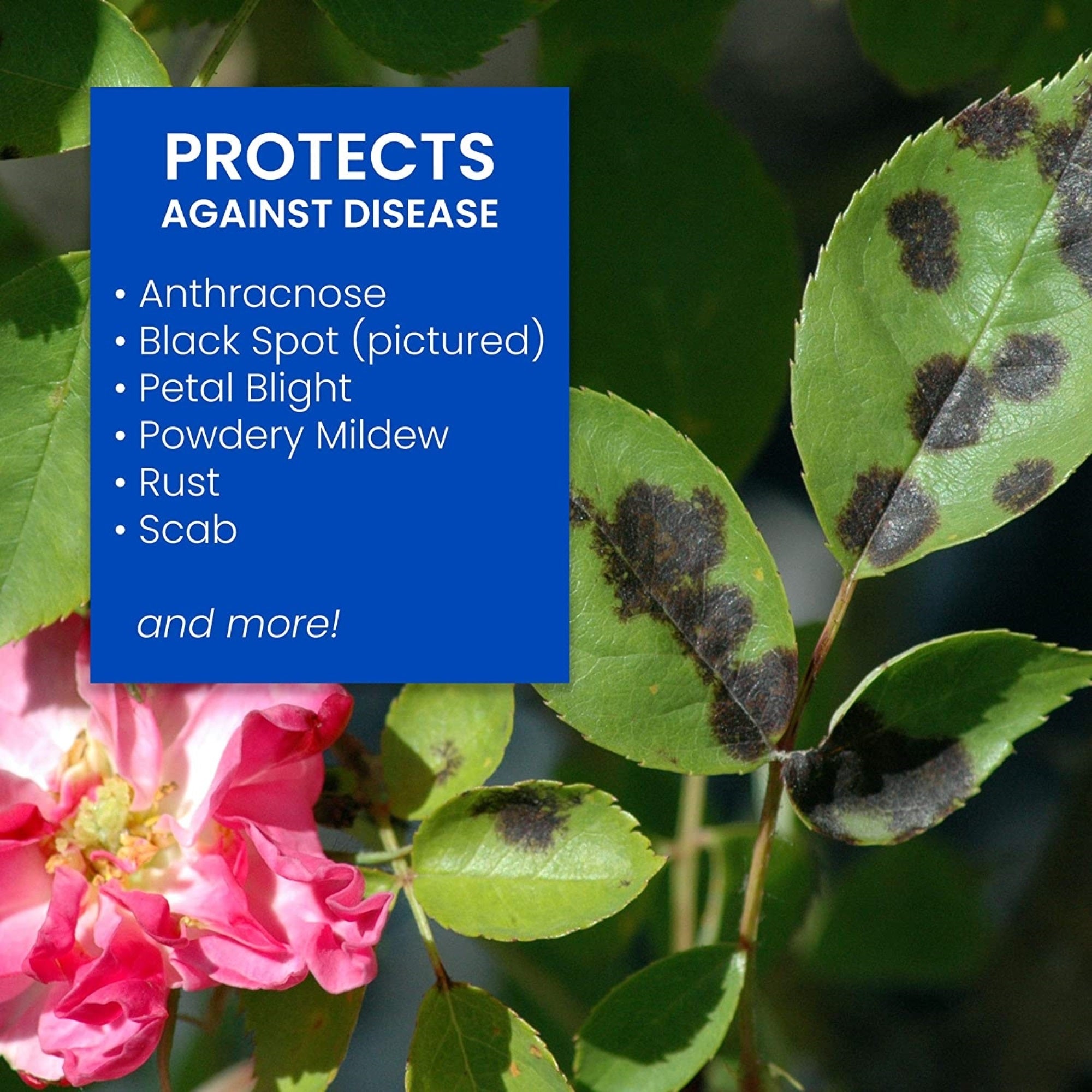 BioAdvanced 3-in-1 Insect, Disease & Mite Control RTU (32oz)