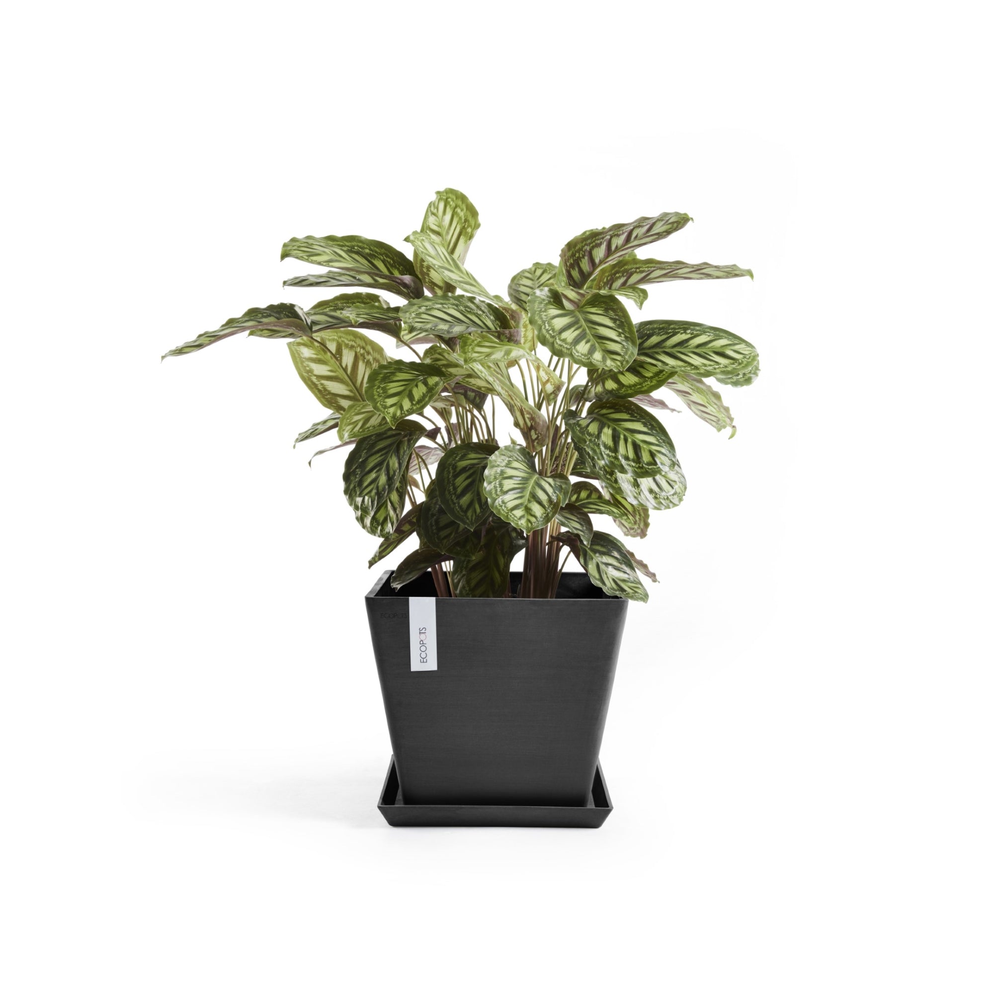 Ecopots Rotterdam Durable Modern Square Indoor/Outdoor Recycled-Based Composite Flower Planter