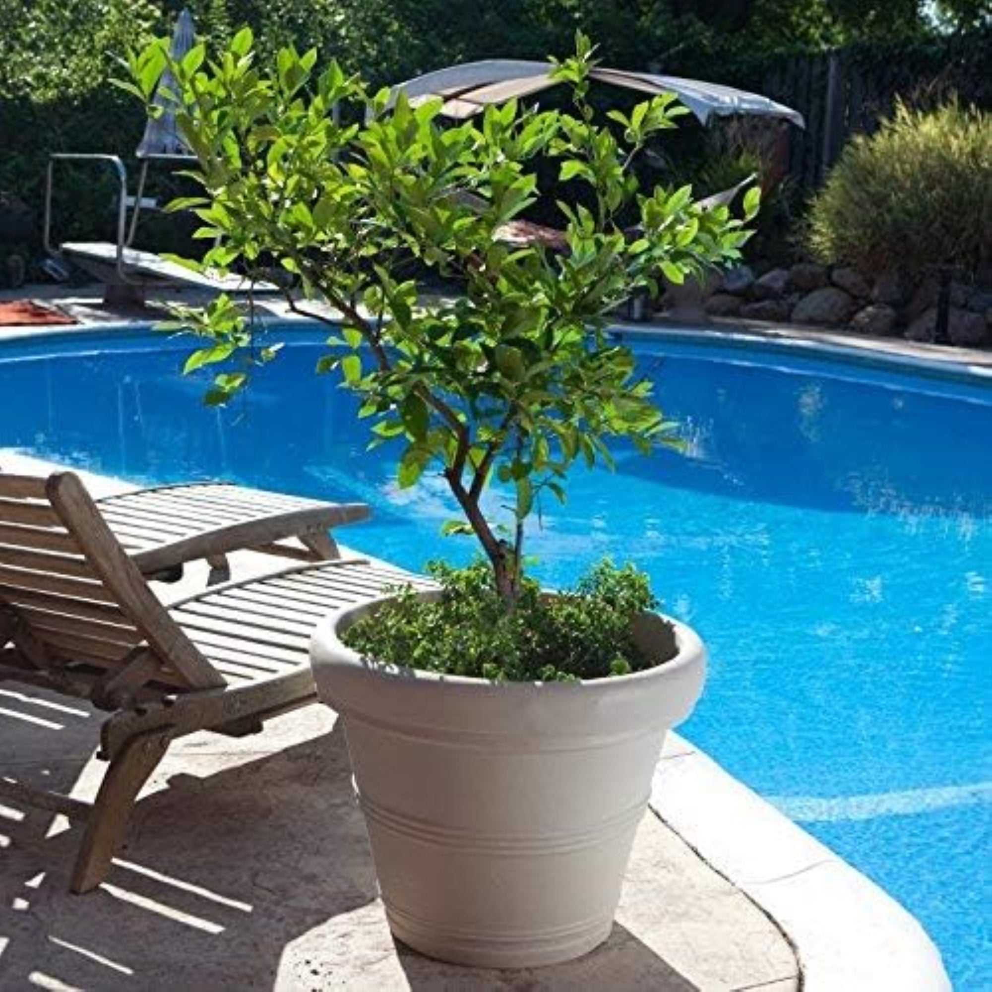 Crescent Garden Brunello Classic Rolled-Rim Plant Pot