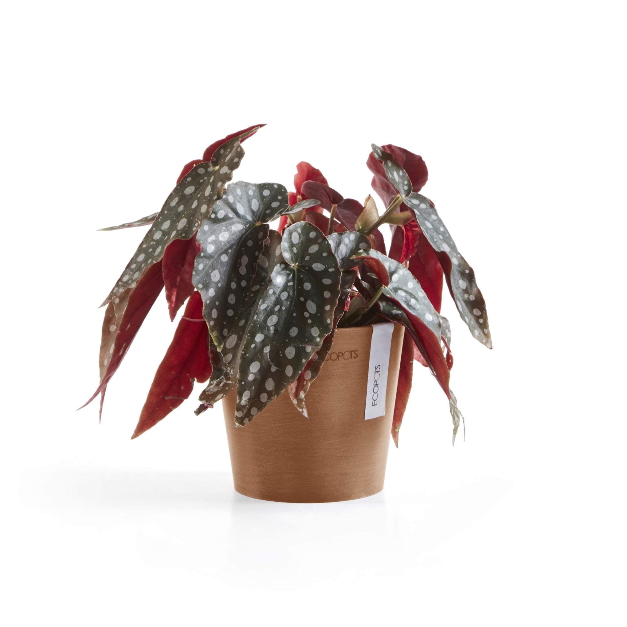 Ecopots Amsterdam Mini Durable Modern Round Recycled-Based Composite Flower Pot Planter